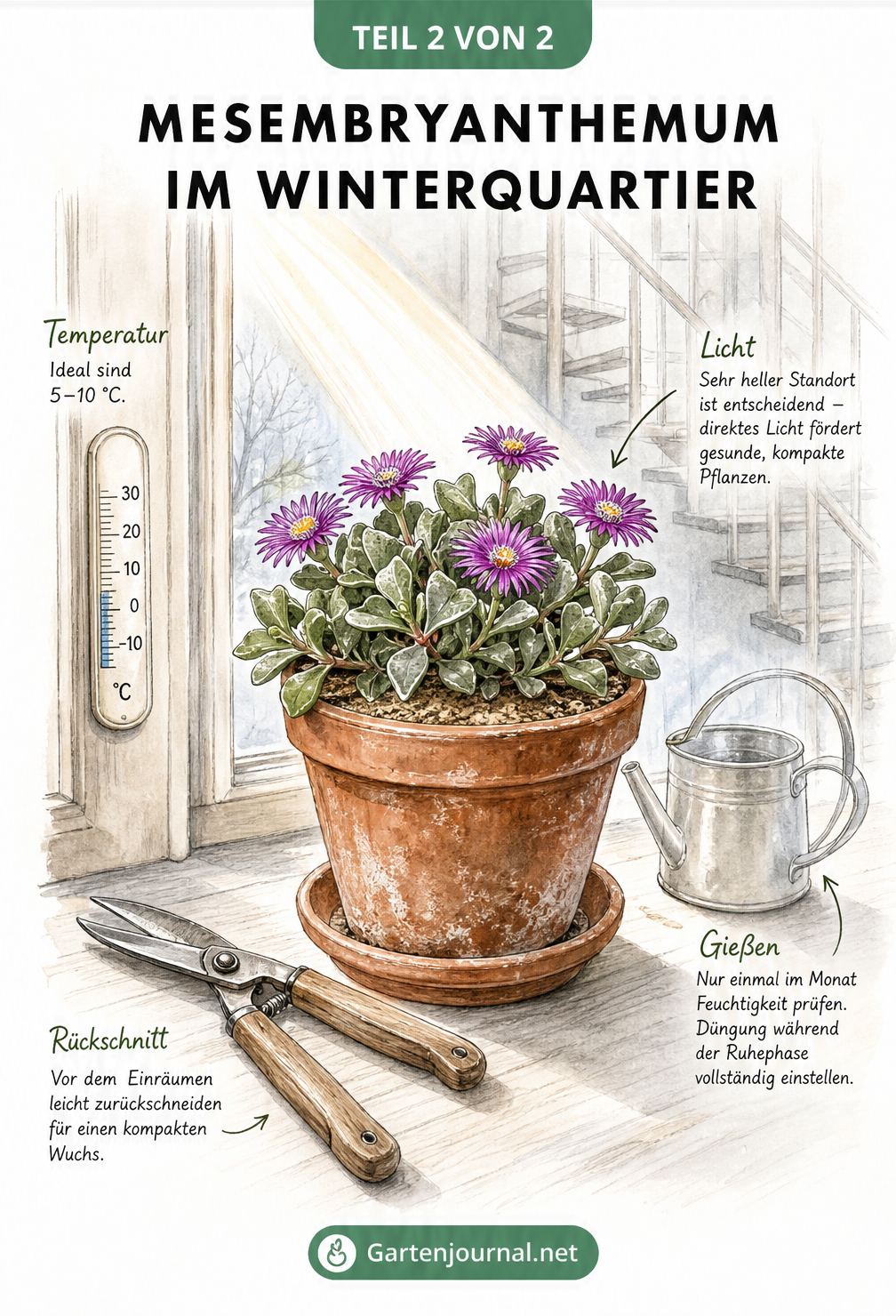Stillleben-Illustration eines Cordifolium im Terrakotta-Topf auf einer Fensterbank im kühlen Winterquartier bei 5 bis 10 Grad Celsius.