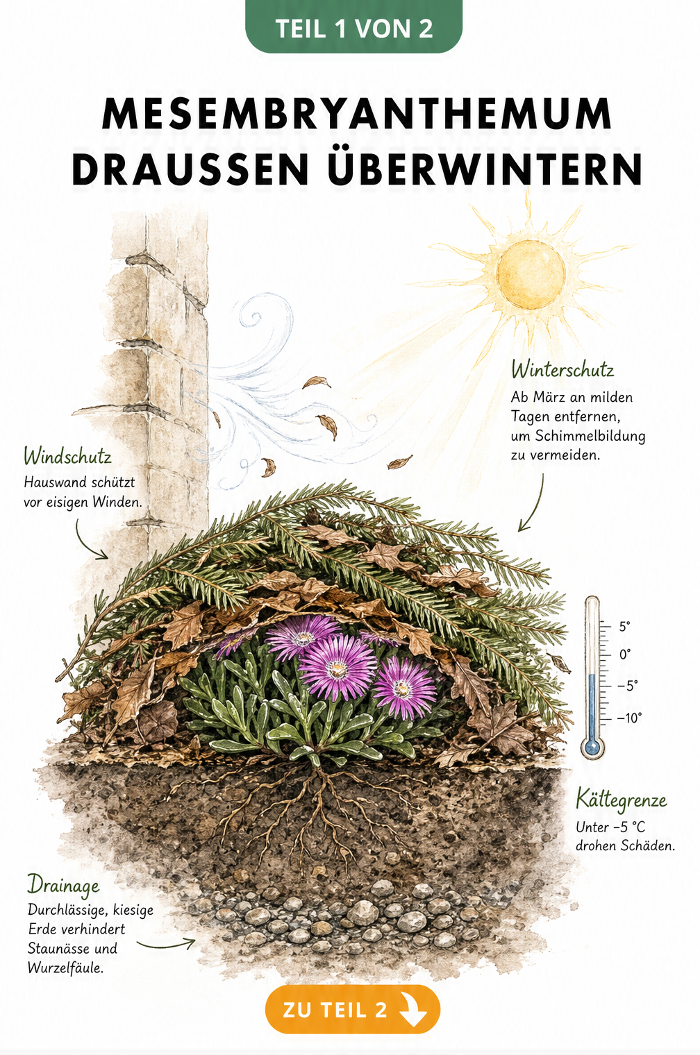 Botanische Querschnitt-Illustration eines Ausdauernden Eiskrauts im Gartenbeet an einer Hauswand mit Winterschutz aus Tannenreisig und Herbstlaub.