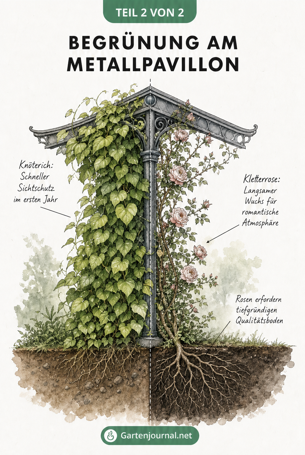 Botanische Illustration eines Metallpavillon-Pfeilers mit schnell wachsendem Schlingknöterich und langsam wachsender Kletterrose