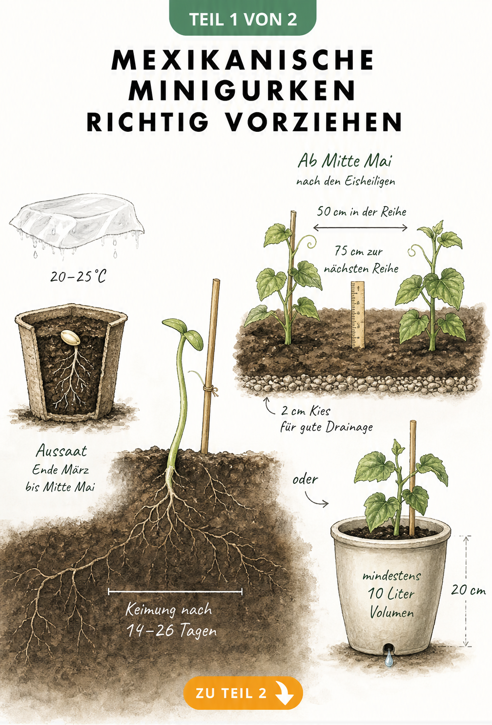 Illustration der Anzucht von Mexikanischen Minigurken vom Samen im Zellulosetopf bis zur Auspflanzung ins Freiland oder in den Kübel.