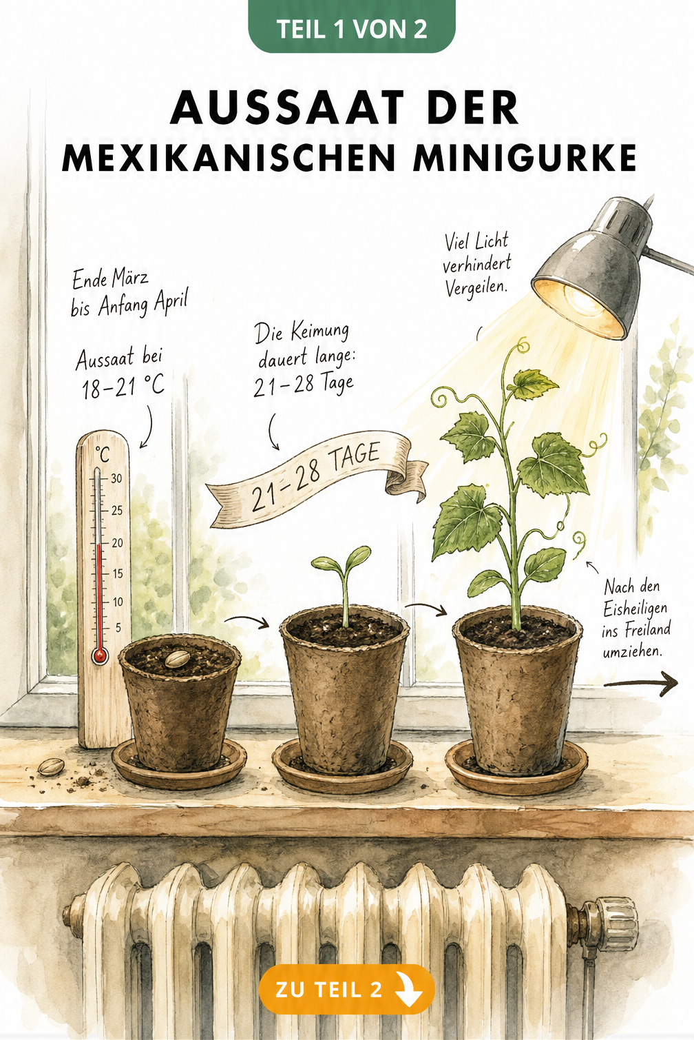 Botanische Illustration zur Aussaat der Mexikanischen Minigurke mit Thermometer, Keimling und Pflanzenlampe