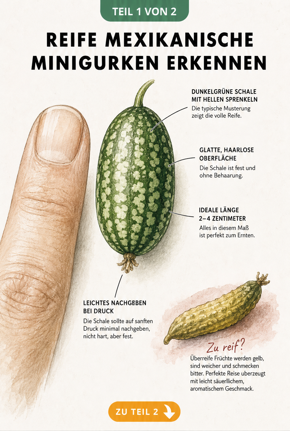 Botanische Illustration einer mexikanischen Minigurke im Größenvergleich mit einem Finger, inklusive Hinweisen zu Schale und Reifegrad.