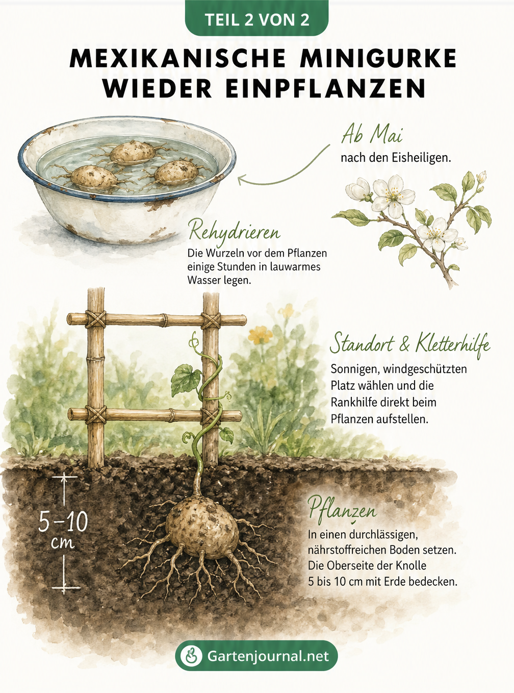 Illustration einer Mexikanischen Minigurke, deren Speicherwurzel im Frühjahr in ein Gartenbeet gepflanzt wird.