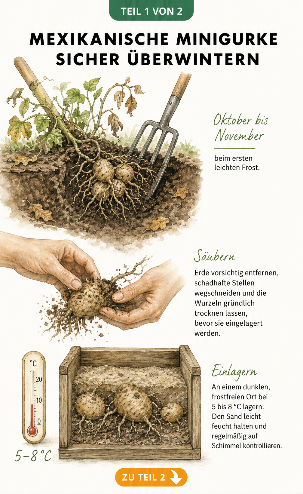 Illustration der Speicherwurzeln einer Mexikanischen Minigurke, die in einer Holzkiste mit Sand bei 5 bis 8 Grad überwintern.