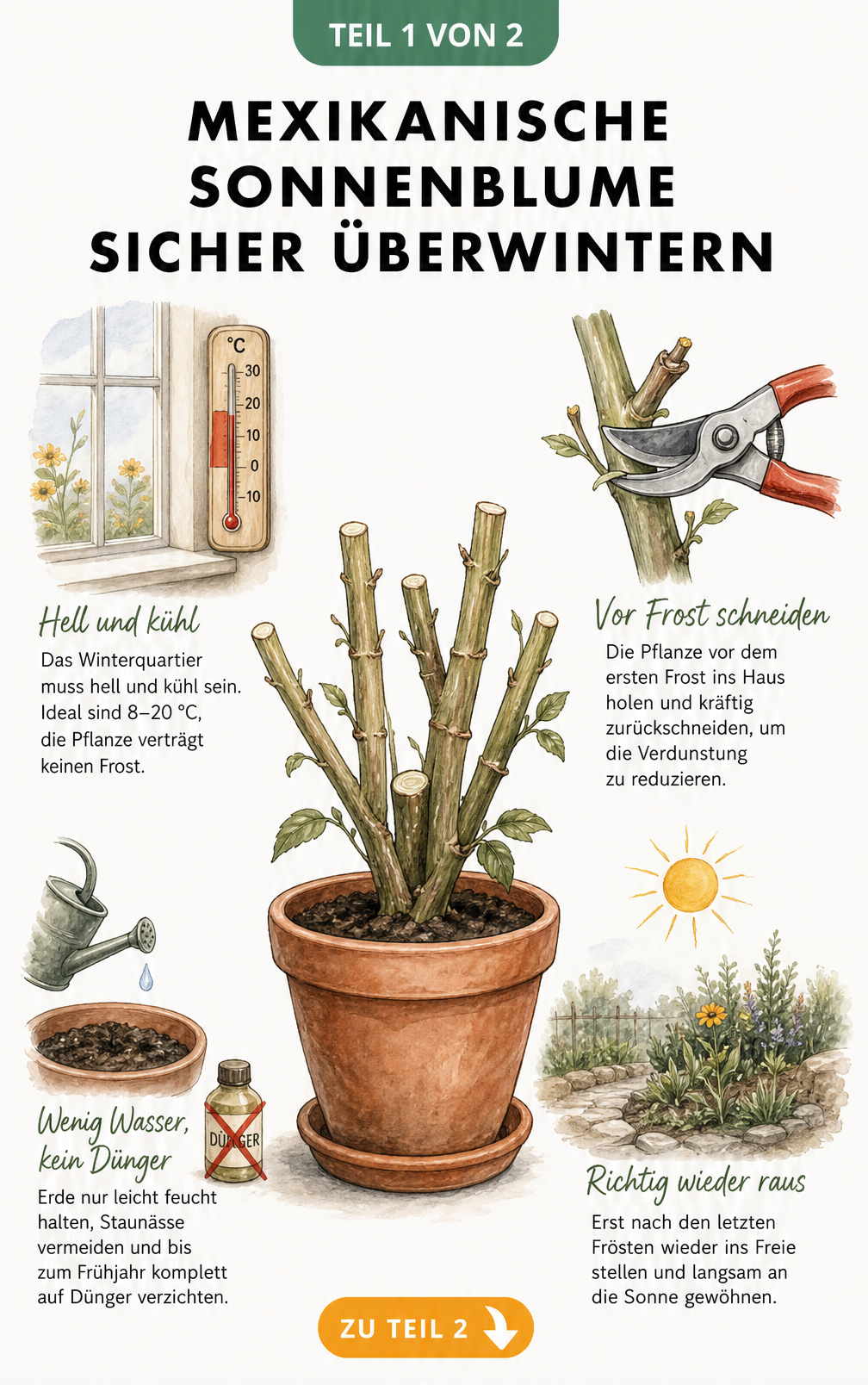 Botanische Illustration einer Mexikanischen Sonnenblume im Terrakottatopf mit Details zu Temperatur, Rückschnitt, Gießen und Auszug im Frühjahr