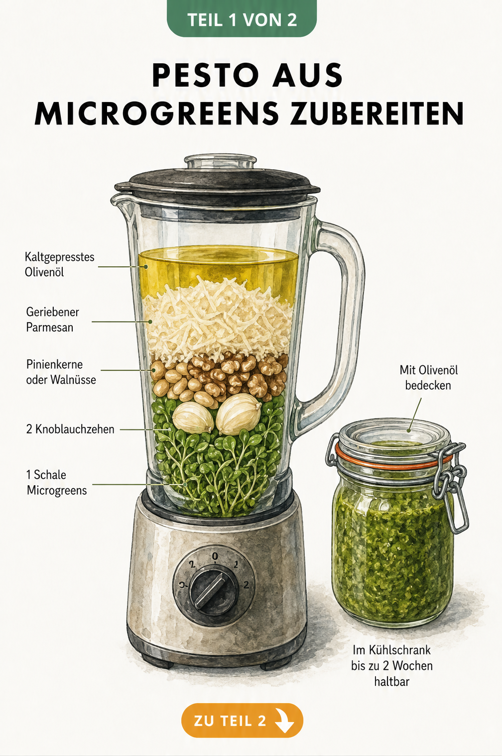 Illustration eines Standmixers mit geschichteten Zutaten für Microgreens-Pesto wie Knoblauch, Pinienkerne, Parmesan und Olivenöl