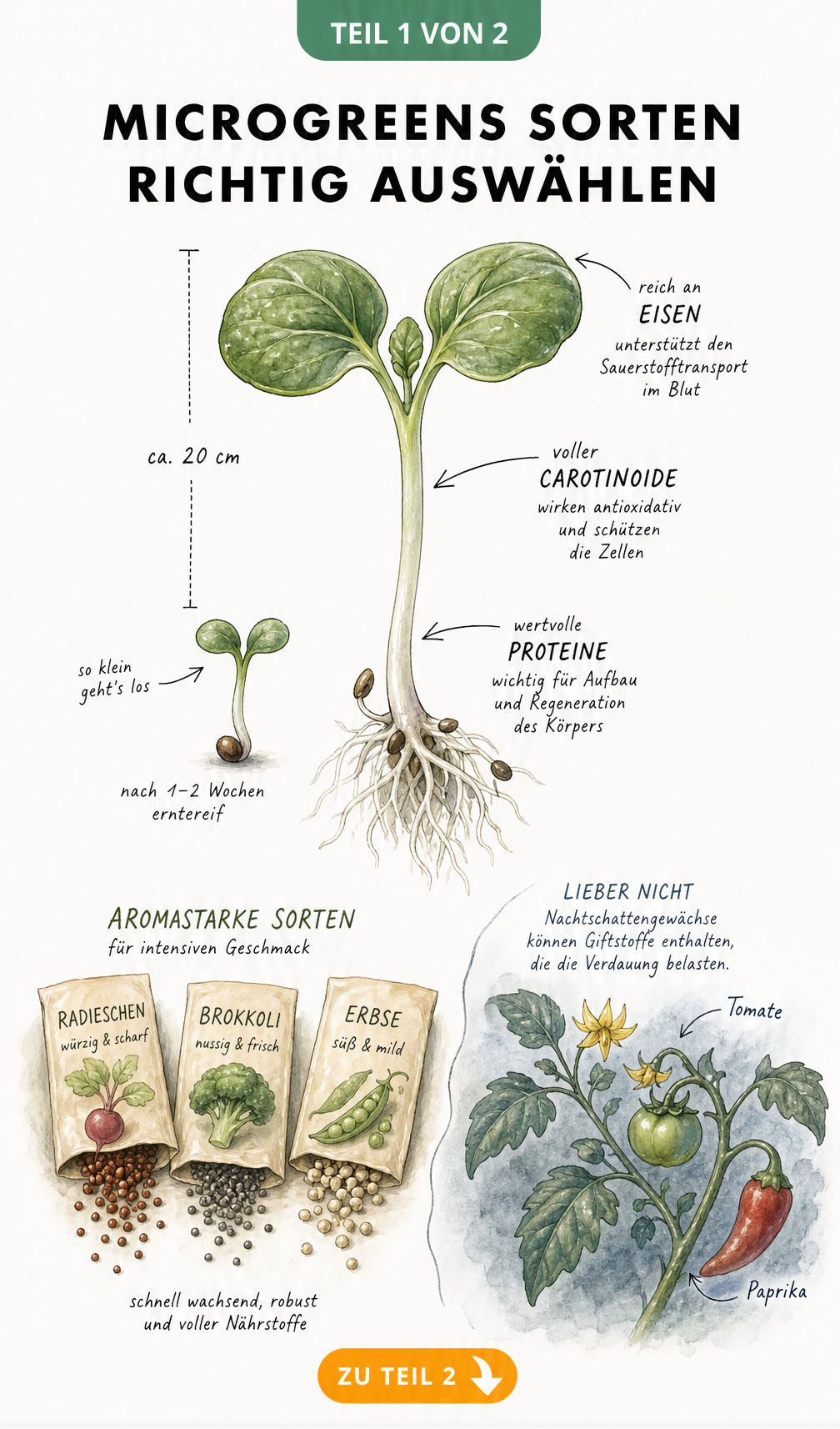 Botanische Illustration eines Microgreens im Größenvergleich zu einer Sprosse mit Hinweisen auf Inhaltsstoffe und Wachstumsdauer sowie Saatguttütchen und...
