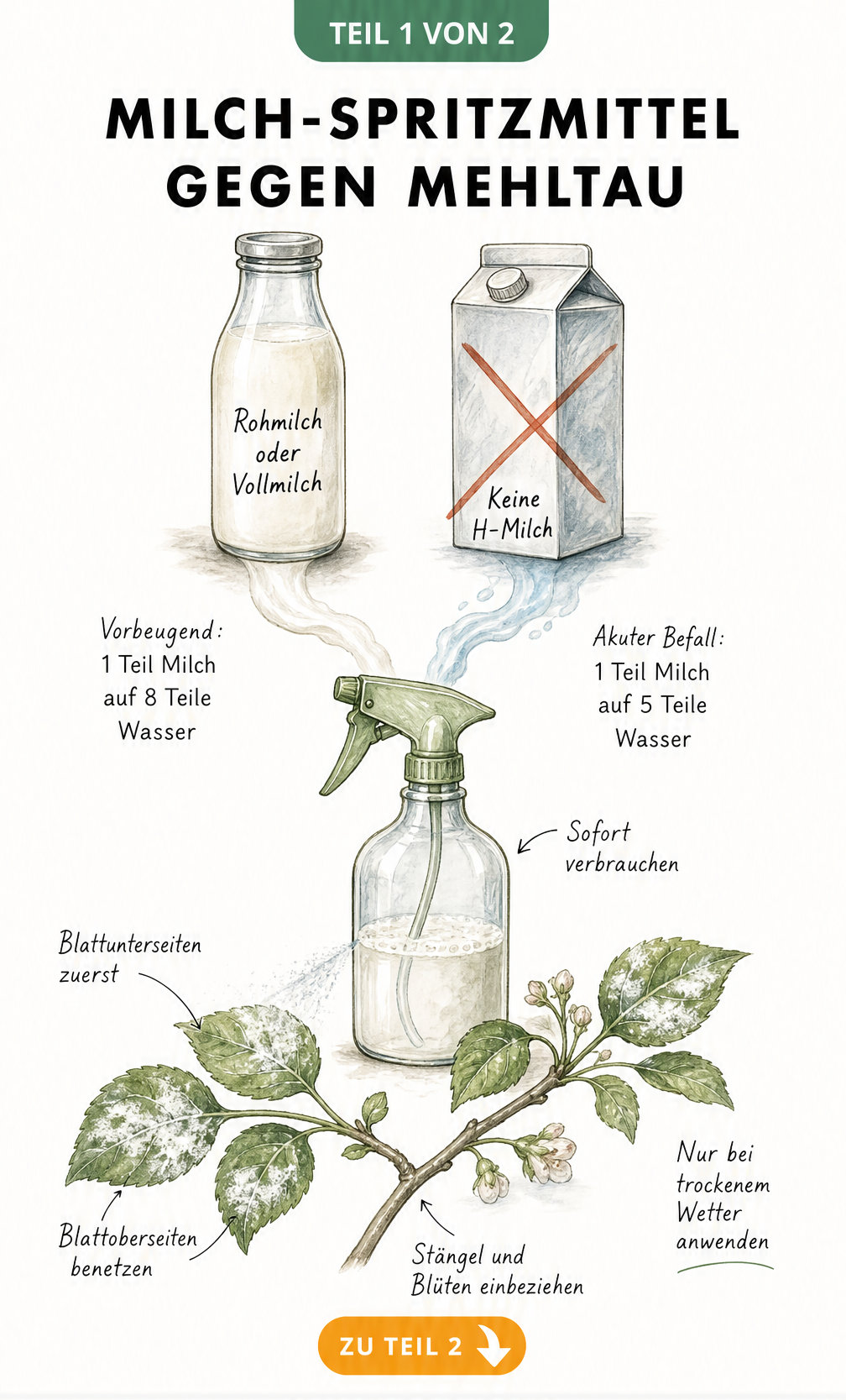 Illustration einer Milchflasche und einer Sprühflasche mit Mischverhältnissen für ein natürliches Spritzmittel gegen Mehltau