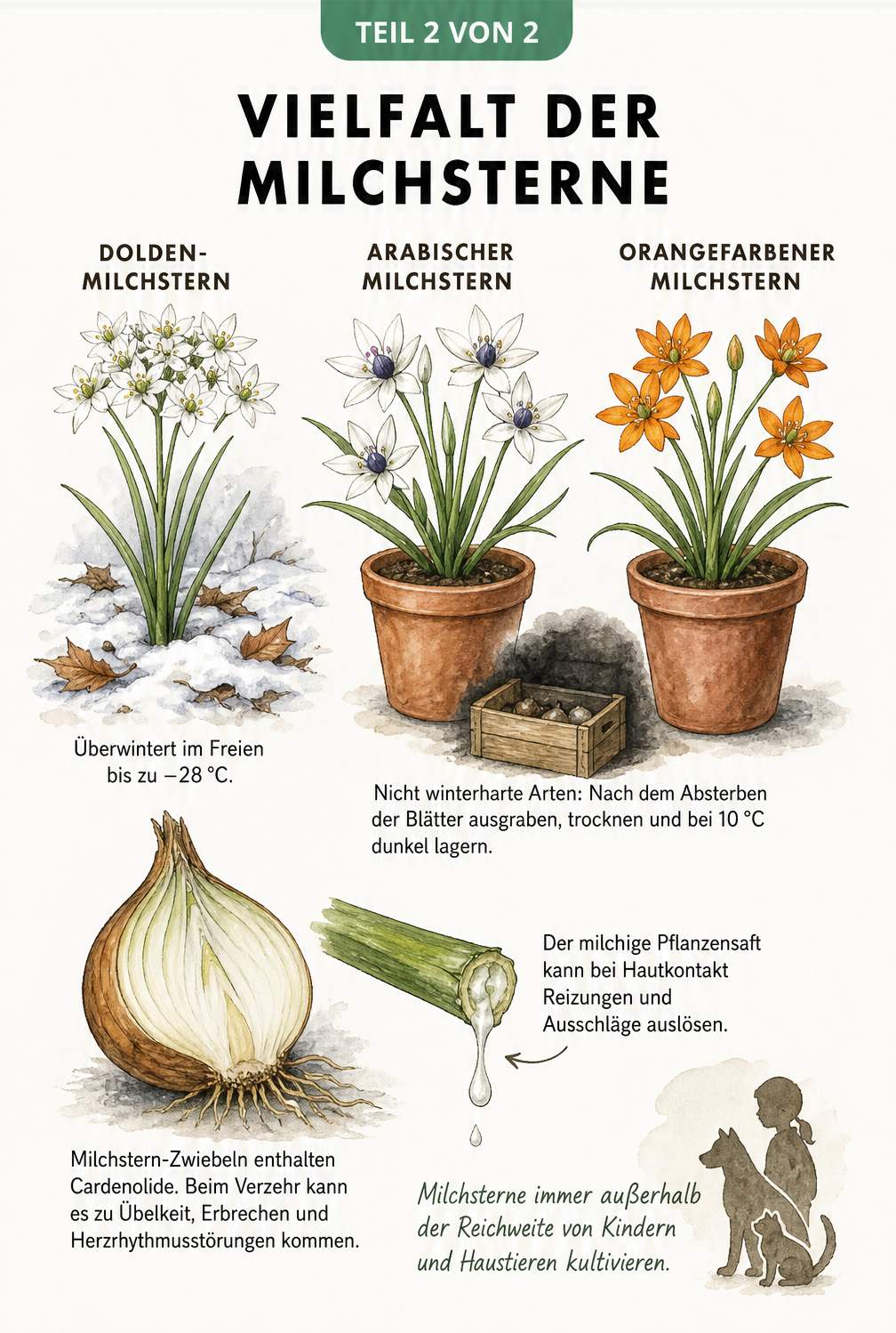 Aquarell-Illustration von drei Milchstern-Arten und Warnhinweis zur Toxizität der Zwiebel