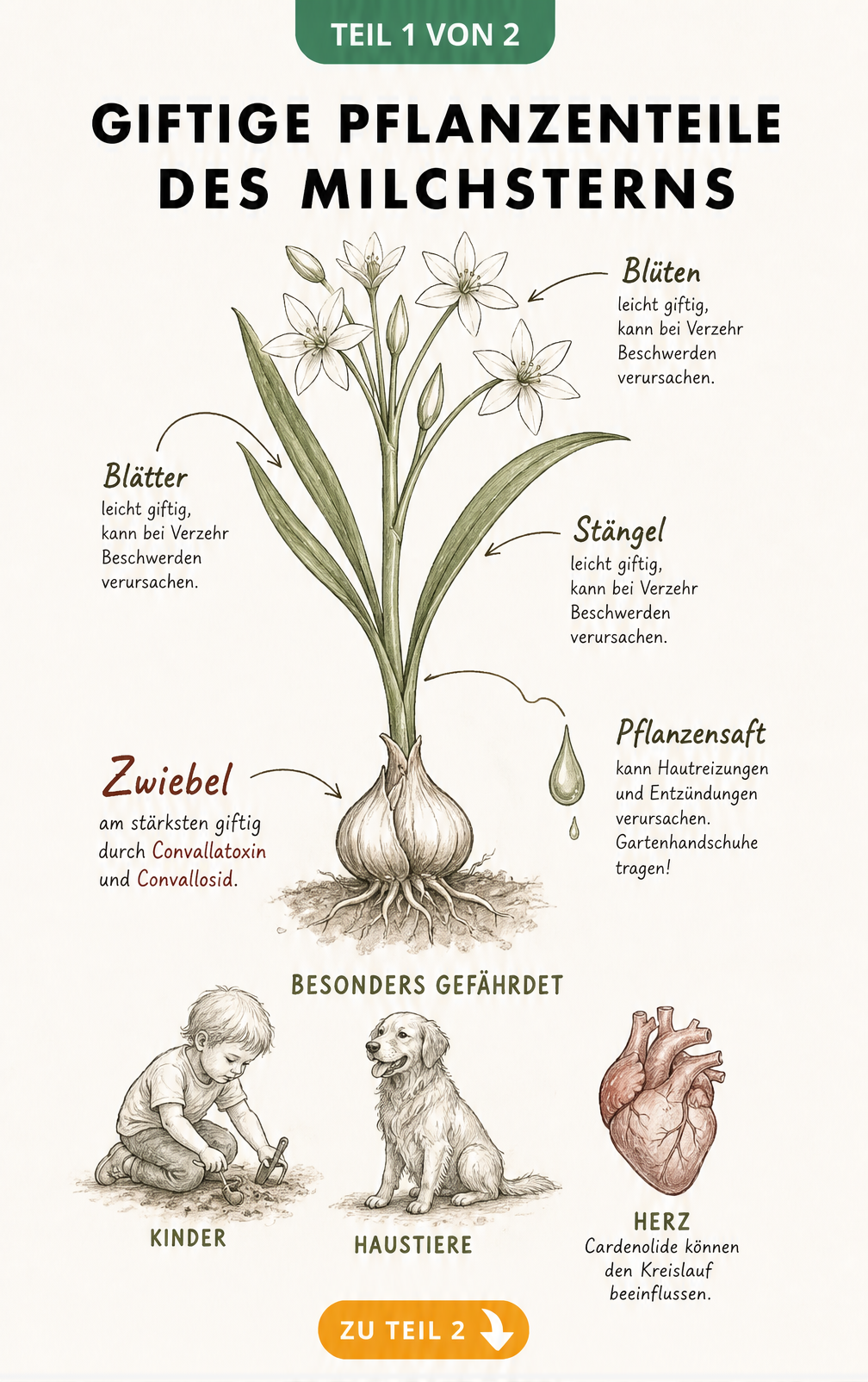 Botanische Illustration eines Milchsterns mit Markierung der giftigen Pflanzenteile wie Zwiebel, Blüten und Blätter