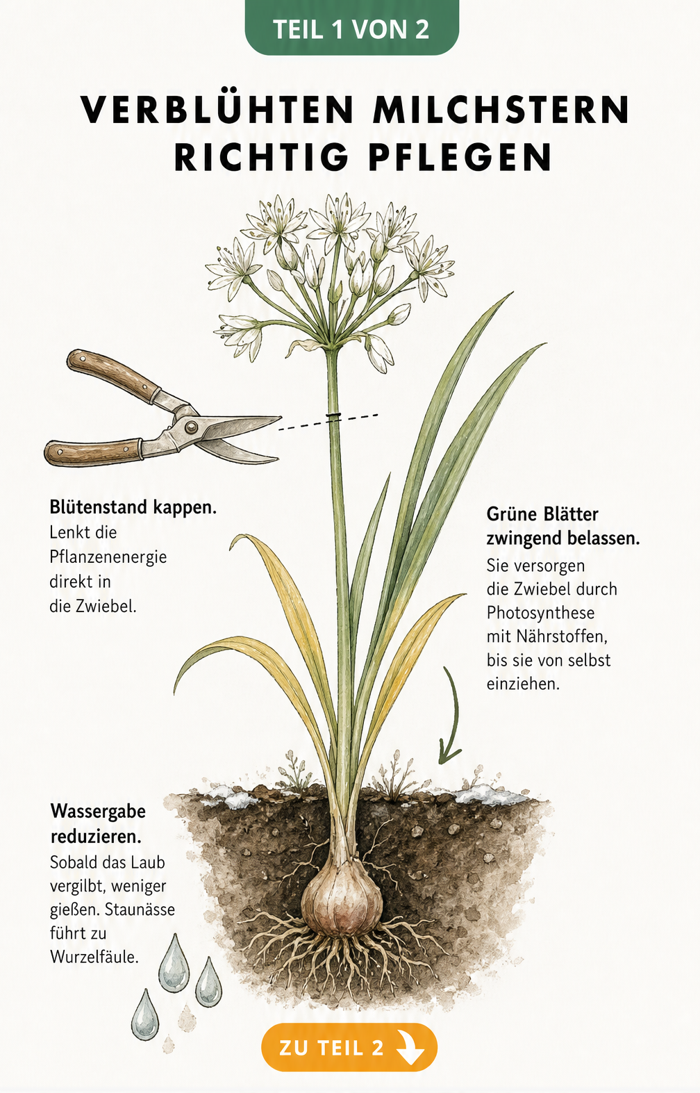 Botanische Illustration eines Milchsterns im Querschnitt mit Hinweisen zur Pflege nach der Blüte