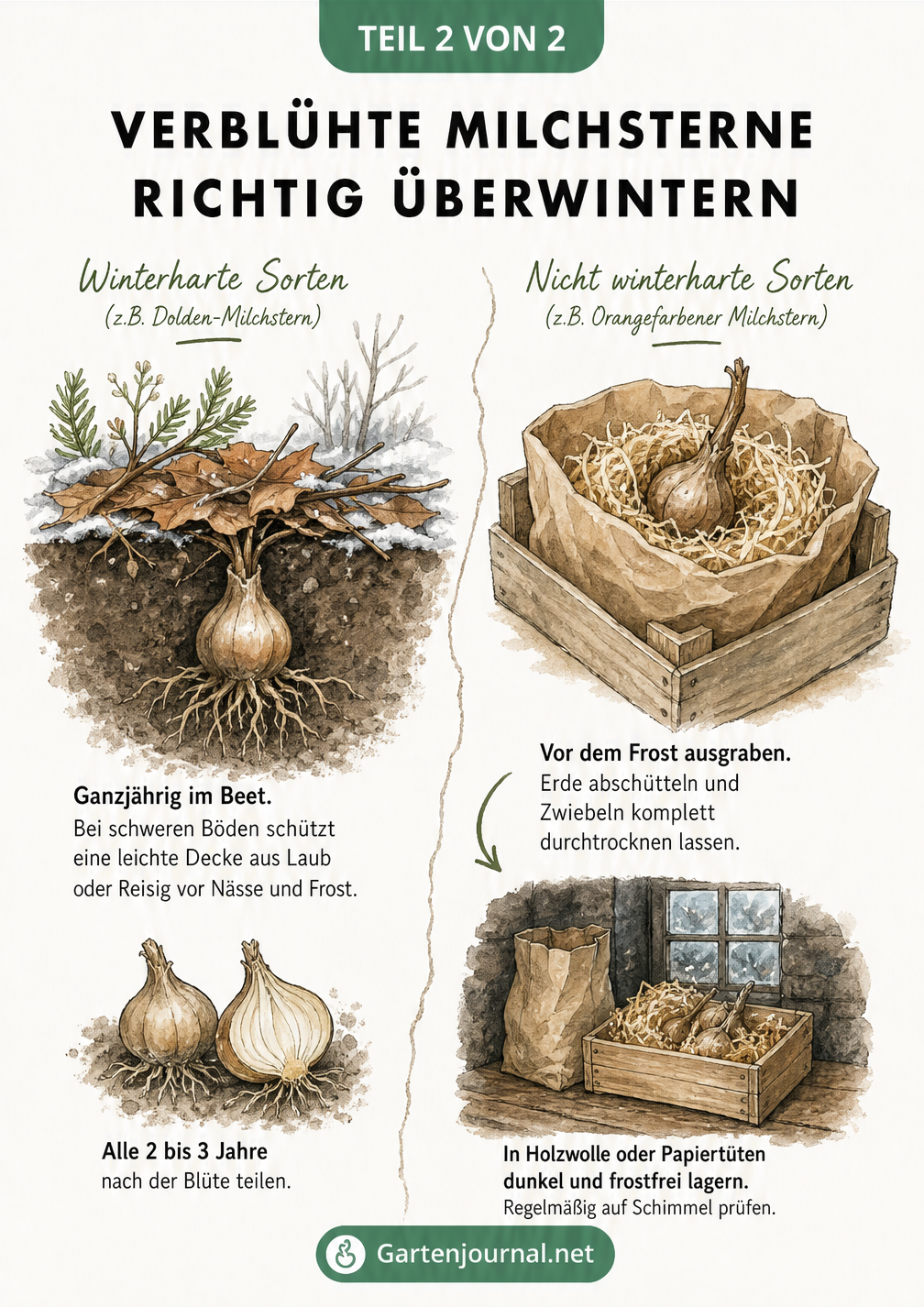 Illustration zur Überwinterung von winterharten und nicht winterharten Milchstern-Zwiebeln