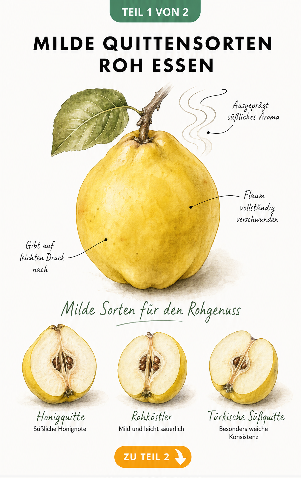 Aquarell-Illustration einer reifen, goldgelben Quitte mit Hinweisen zu Reifemerkmalen und drei milden Quittensorten für den Rohverzehr
