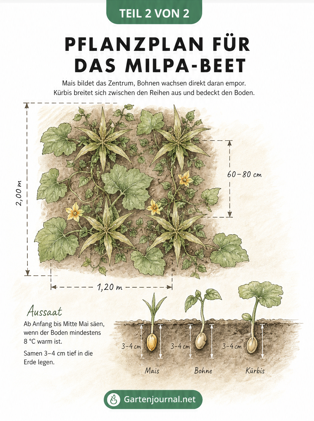 Aufsichts-Skizze eines Milpa-Beetes mit Mais, Bohnen und Kürbis inklusive Maßangaben