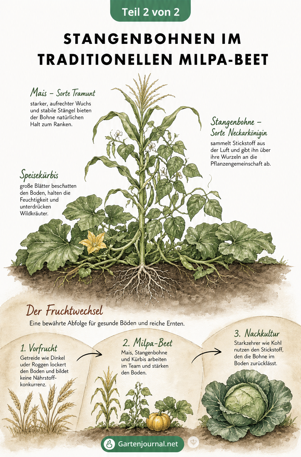 Illustration eines traditionellen Milpa-Beetes mit Mais, Stangenbohnen und Kürbis