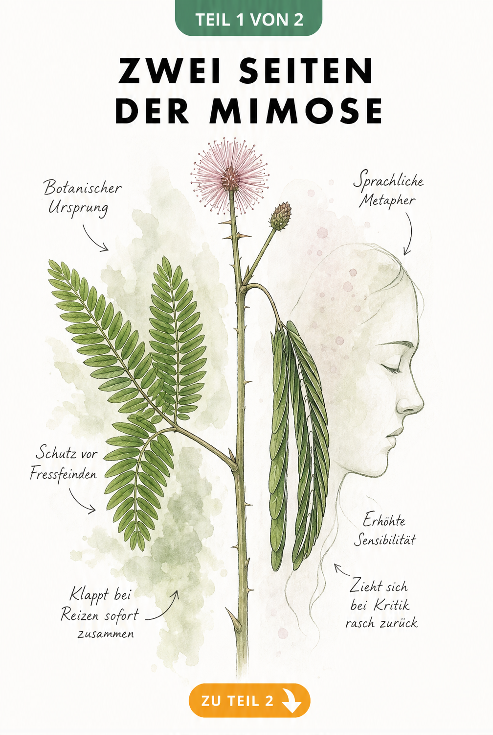 Aquarell-Zeichnung einer Mimose, die ein geöffnetes und ein geschlossenes Blatt gegenüberstellt, mit Notizen zu botanischem Ursprung und sprachlicher Metapher.