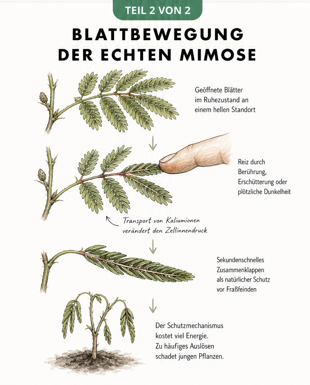 Illustration der Blattbewegung einer Mimose bei Berührung durch einen Finger
