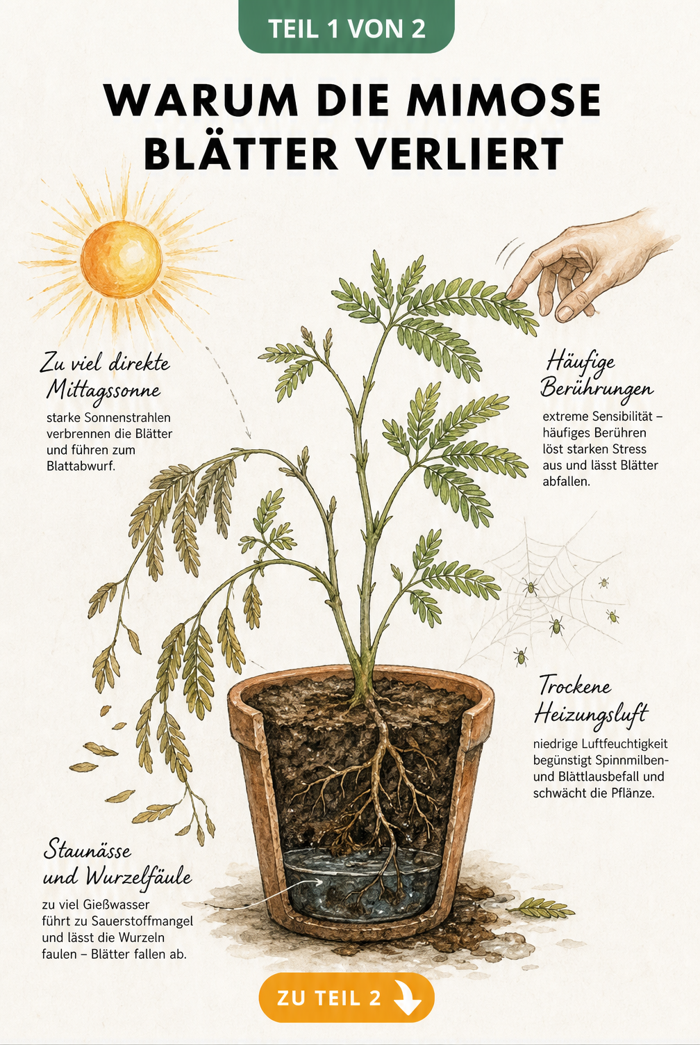 Botanische Illustration einer Mimose im Querschnitt-Topf, die Ursachen für Blattverlust wie direkte Sonne, Berührung, trockene Luft und Staunässe zeigt.