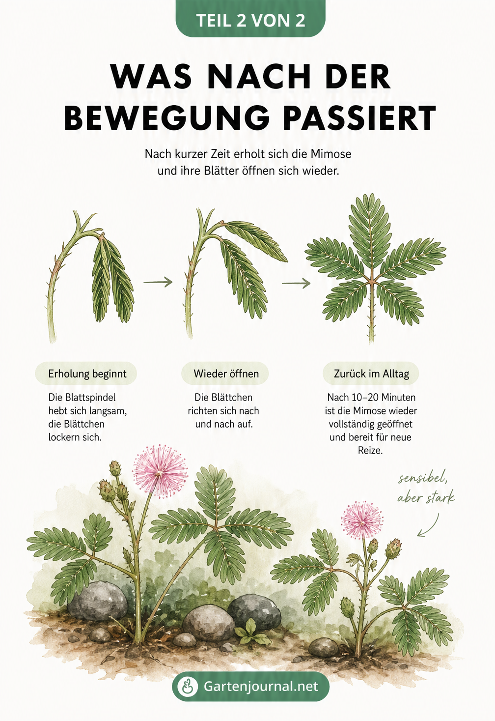 Illustration der Mimose in passender Erde
