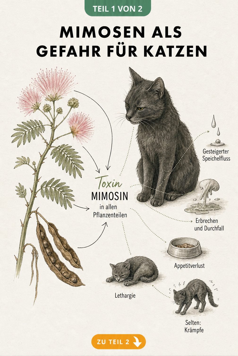 Botanische Illustration einer Mimose mit Katze und Symptomen einer Vergiftung