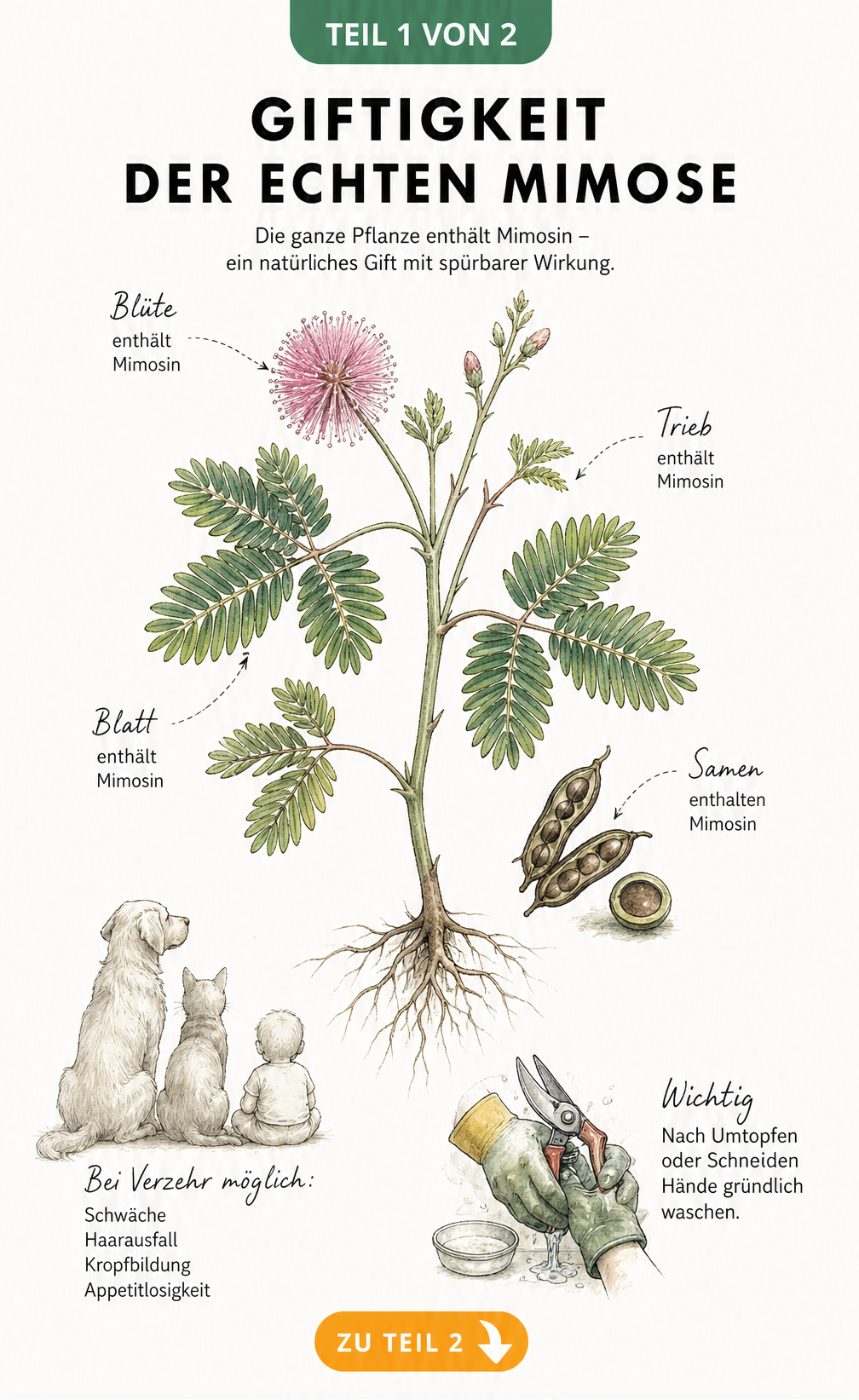 Botanische Illustration der Mimosa pudica mit Hinweisen zur Giftigkeit von Blüte, Blatt, Trieb und Same durch Mimosin sowie Symptomen bei Haustieren und...