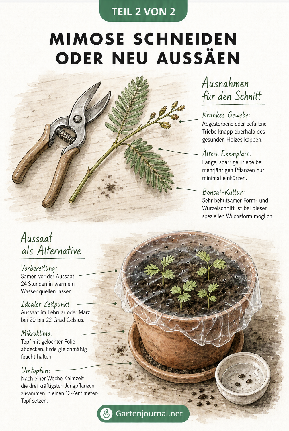 Zeichnung von Gartenschere und Mimosenzweig sowie Anzuchttopf mit Keimlingen