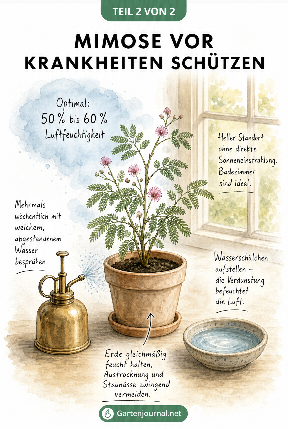 Illustration einer getopften Mimose auf einer Fensterbank mit Sprühflasche und Wasserschälchen zur Erhöhung der Luftfeuchtigkeit