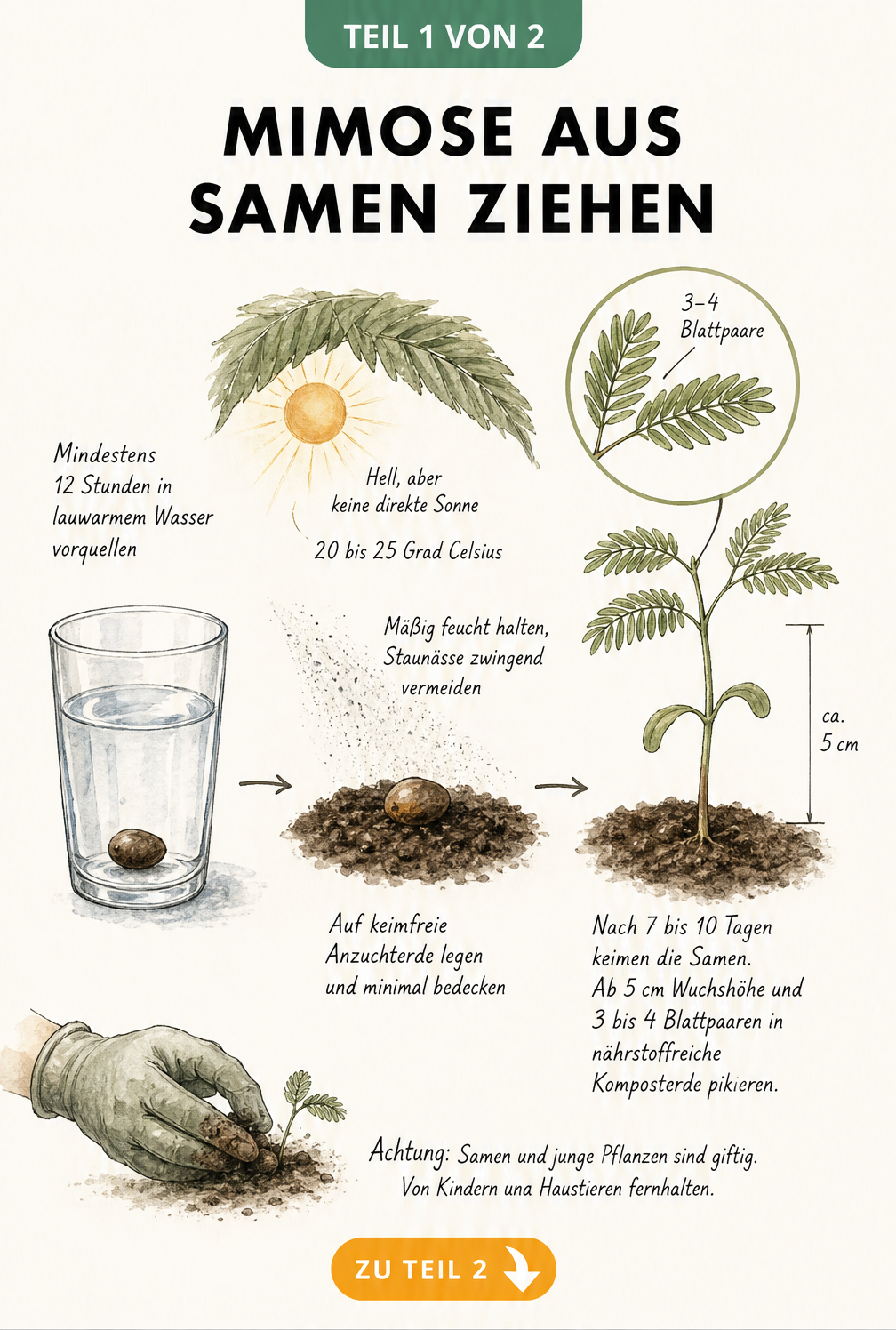 Botanische Illustration zur Anzucht einer Mimose aus Samen, vom Vorquellen im Wasserglas bis zum pikierfähigen Sämling mit drei Blattpaaren.