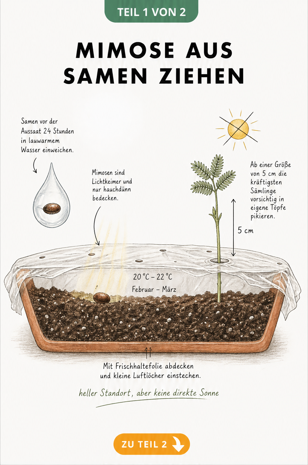 Botanische Illustration einer Anzuchtschale mit Mimosensamen, Keimling und Hinweisen zur Aussaat