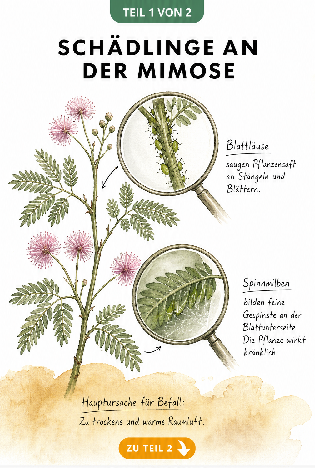 Botanische Illustration eines Mimosen-Zweigs mit Lupen-Vergrößerungen von Blattläusen am Stängel und Spinnmilben an der Blattunterseite