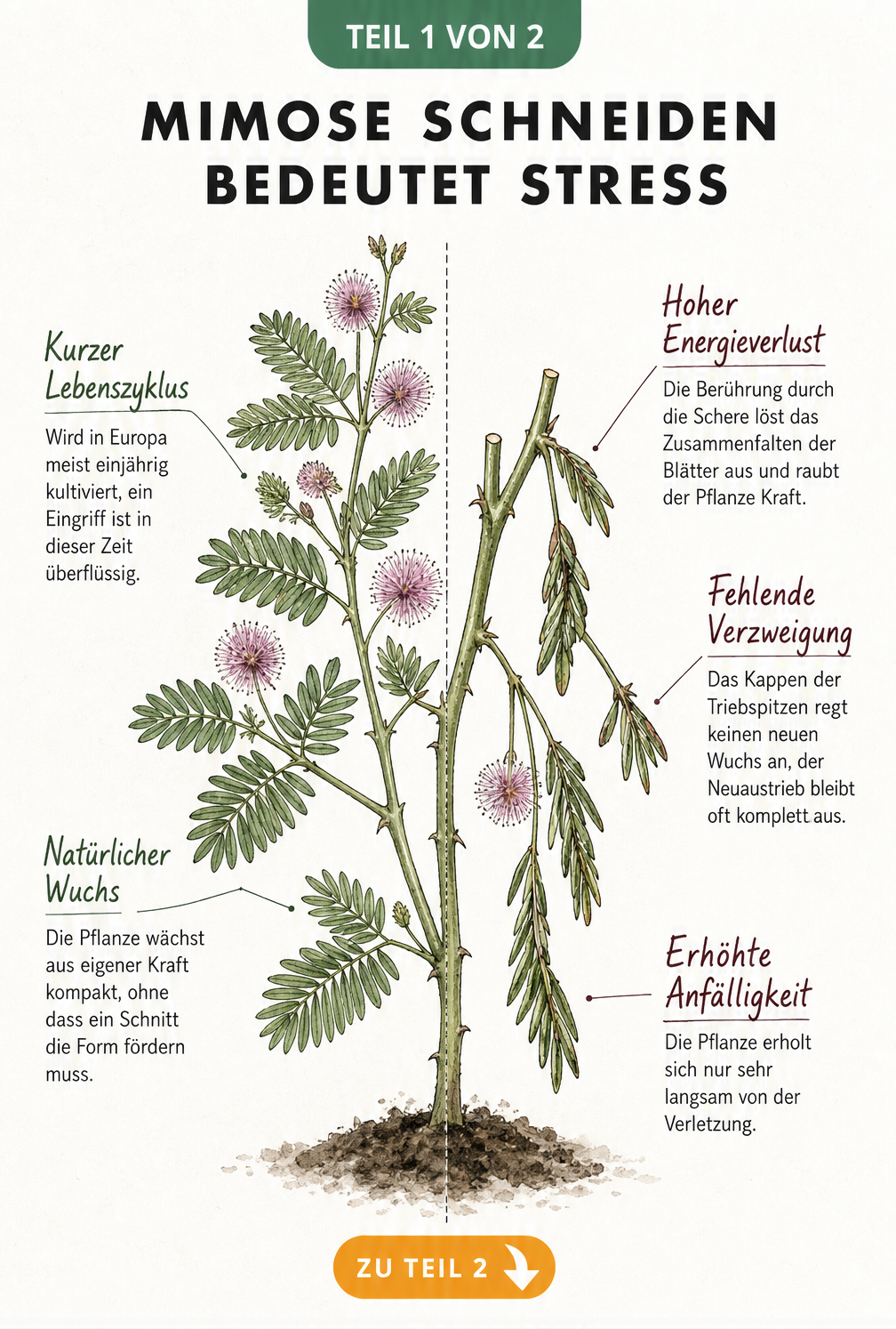Illustration einer gesunden und einer beschnittenen Mimose im Vergleich
