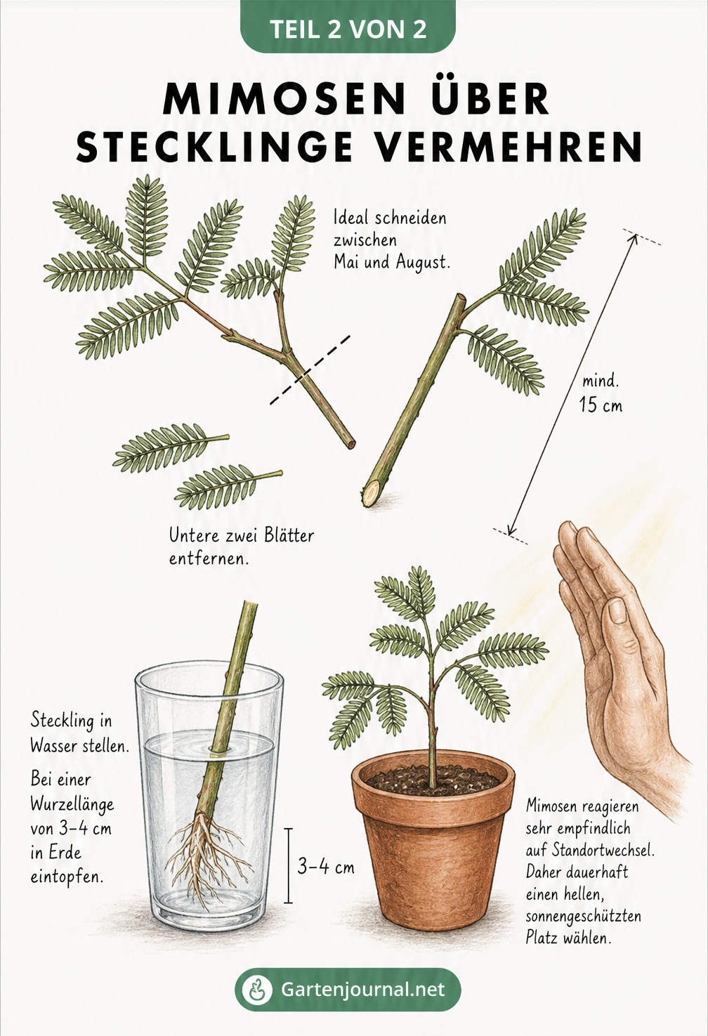 Botanische Illustration eines Mimosen-Stecklings im Wasserglas und als eingetopfte Jungpflanze