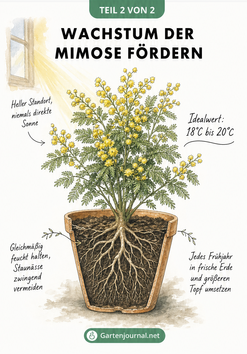 Gezeichnete Mimose im Topf mit Pflegetipps zu Licht, Temperatur, Gießen und Umtopfen für maximales Wachstum
