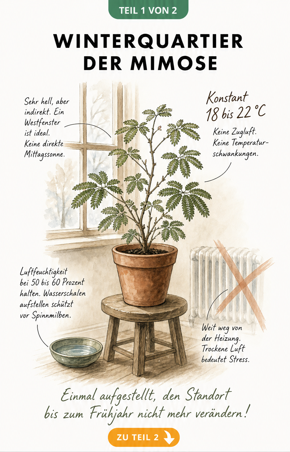 Illustration einer Mimose im Topf vor einem Fenster mit Hinweisen zu Licht, Temperatur und Luftfeuchtigkeit im Winterquartier