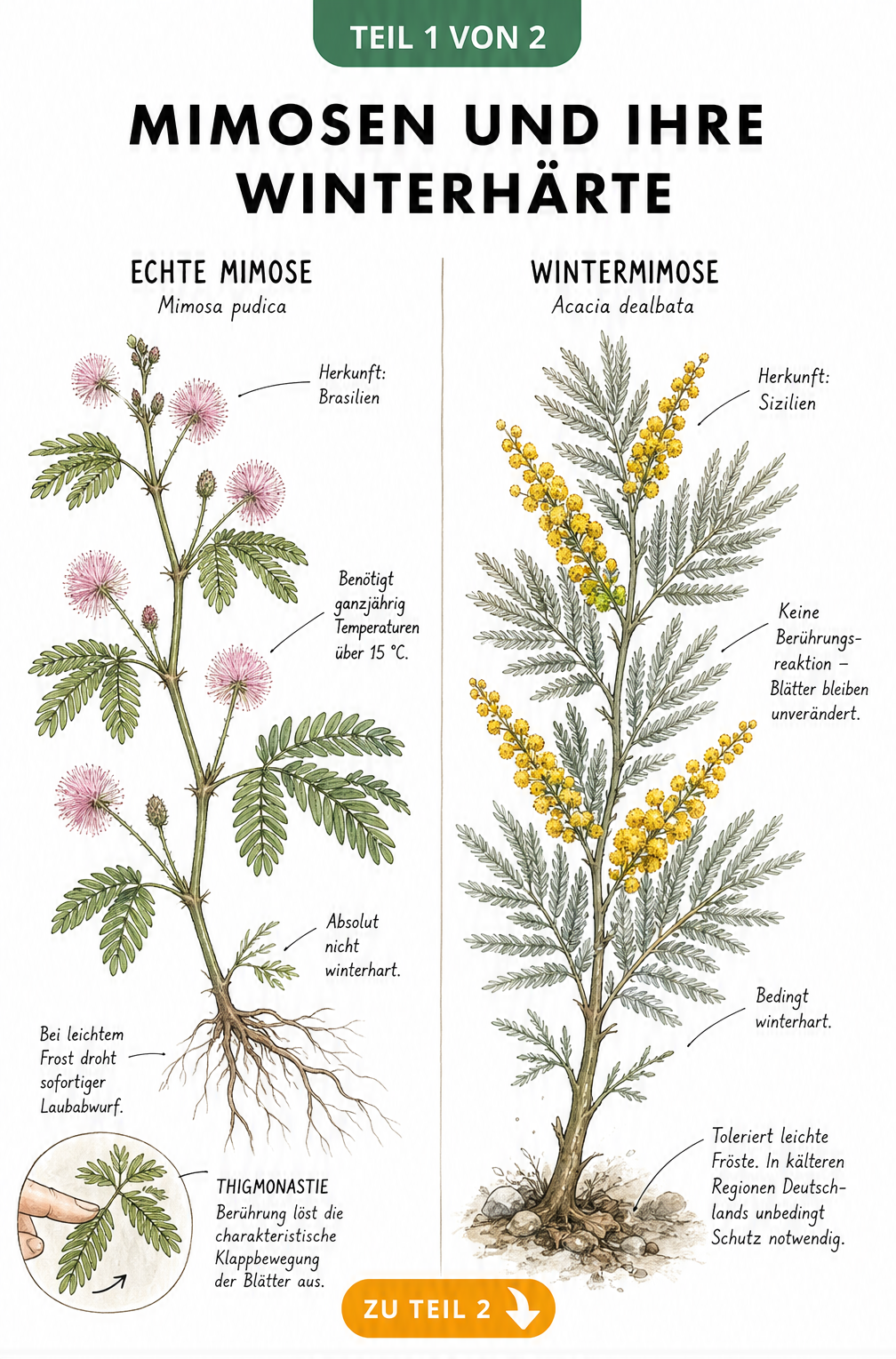 Botanische Illustration der Echten Mimose und Wintermimose mit Details zur Winterhärte und Herkunft