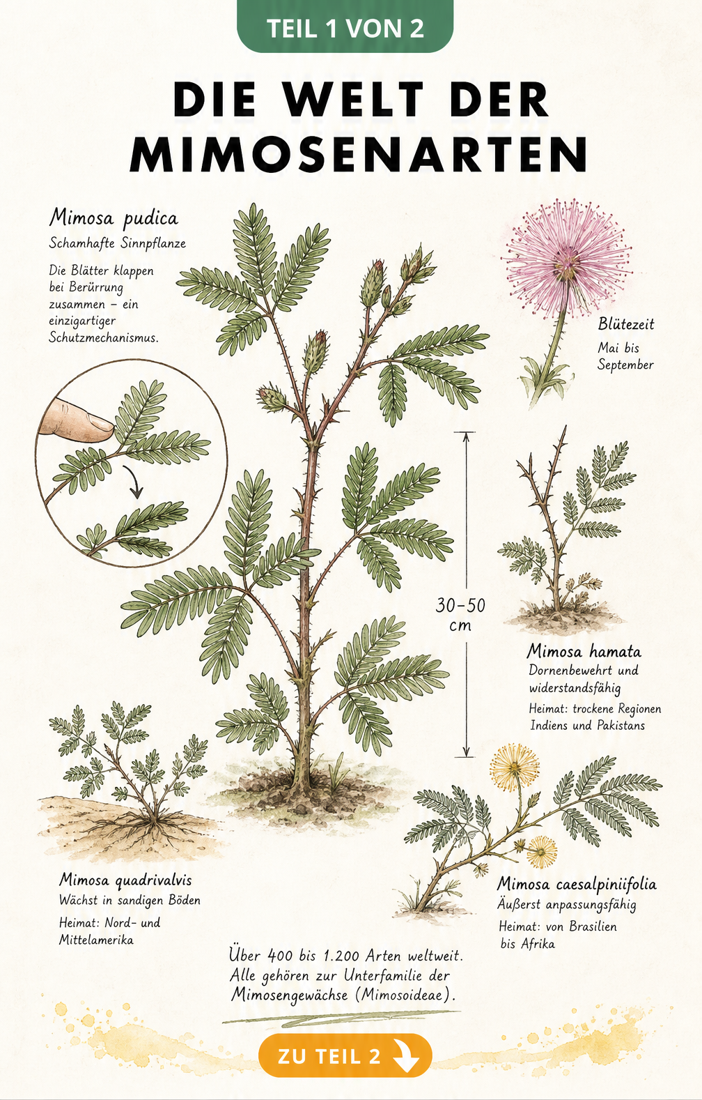 Botanische Illustration der Mimosa pudica und weiterer Mimosenarten mit Herkunftsangaben