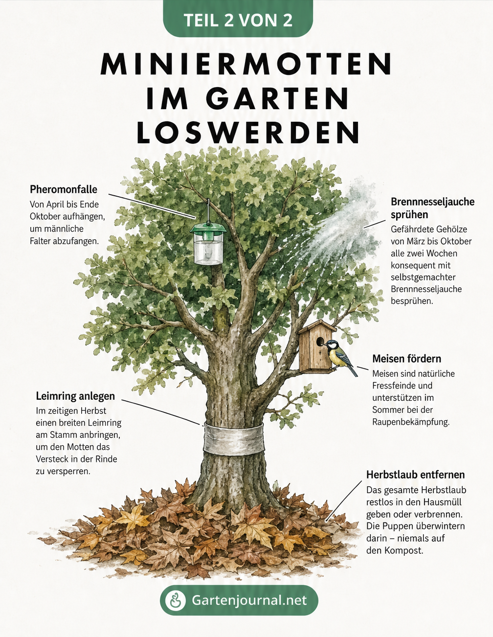 Illustration eines Baumes mit Maßnahmen zur Bekämpfung von Miniermotten wie Herbstlaub entsorgen, Leimring, Pheromonfalle und Meisen-Nistkasten