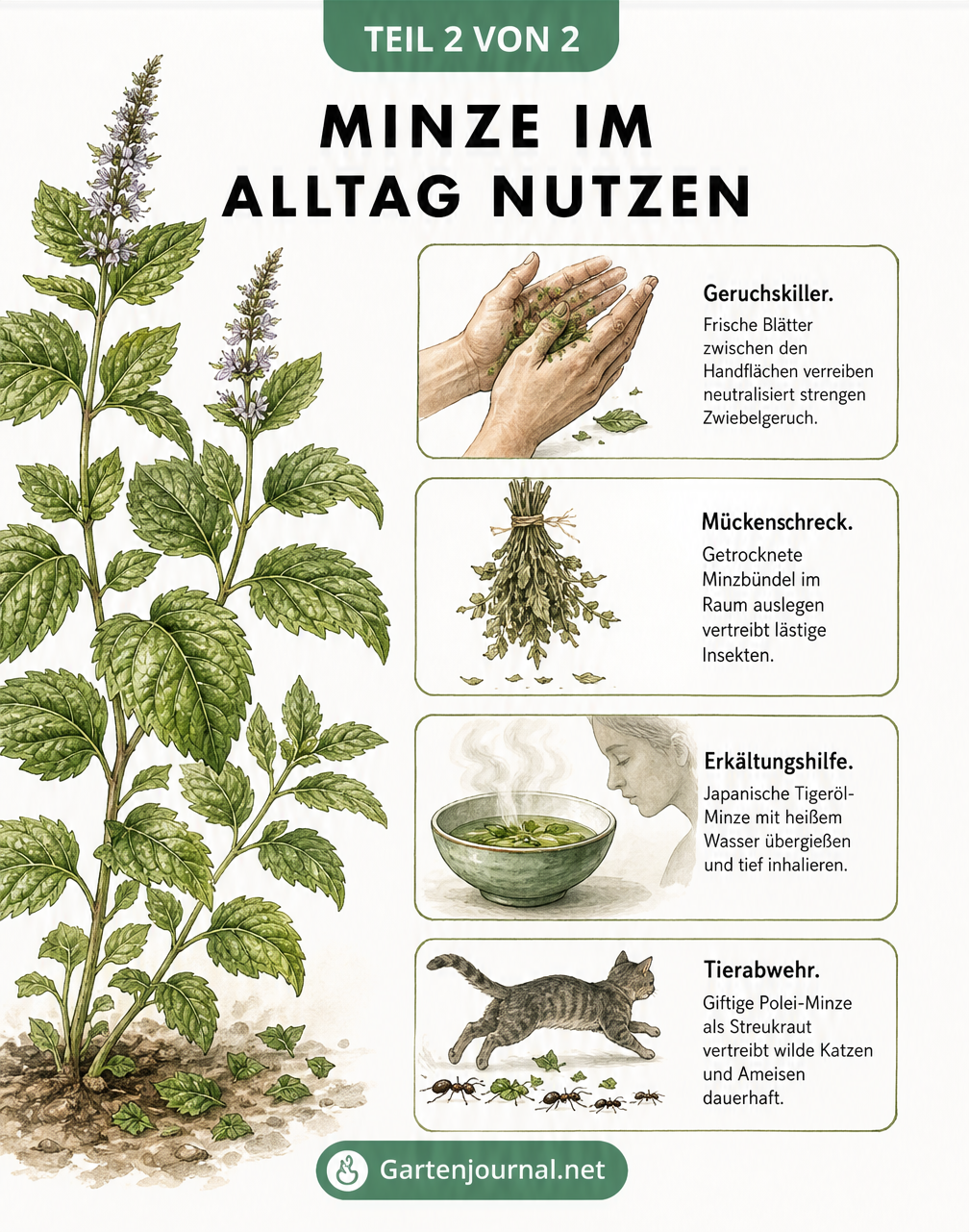 Botanische Illustration einer Minzpflanze mit vier praktischen Alltagsanwendungen: Geruchskiller, Mückenschreck, Erkältungshilfe und Tierabwehr.