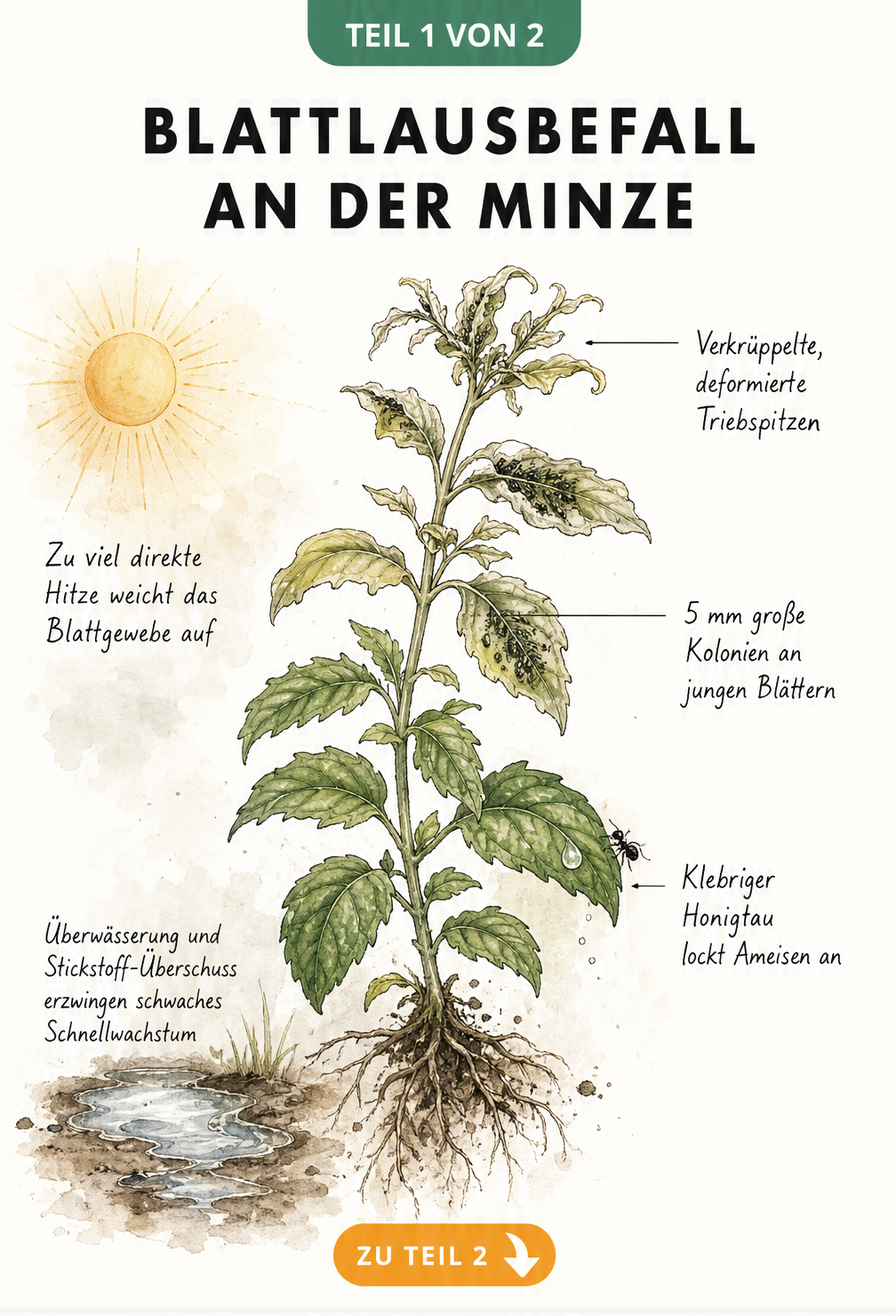 Botanische Illustration eines Minztriebs mit Blattlausbefall, der Ursachen wie Hitze und Überwässerung sowie Symptome wie verkrüppelte Blätter und Honigtau...