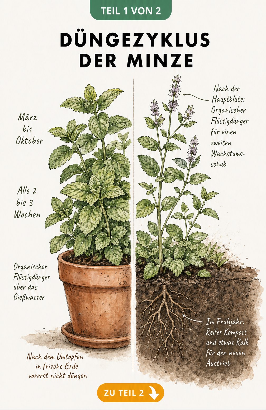 Illustration einer Minzpflanze im Topf und im Beet mit Hinweisen zum Düngezyklus