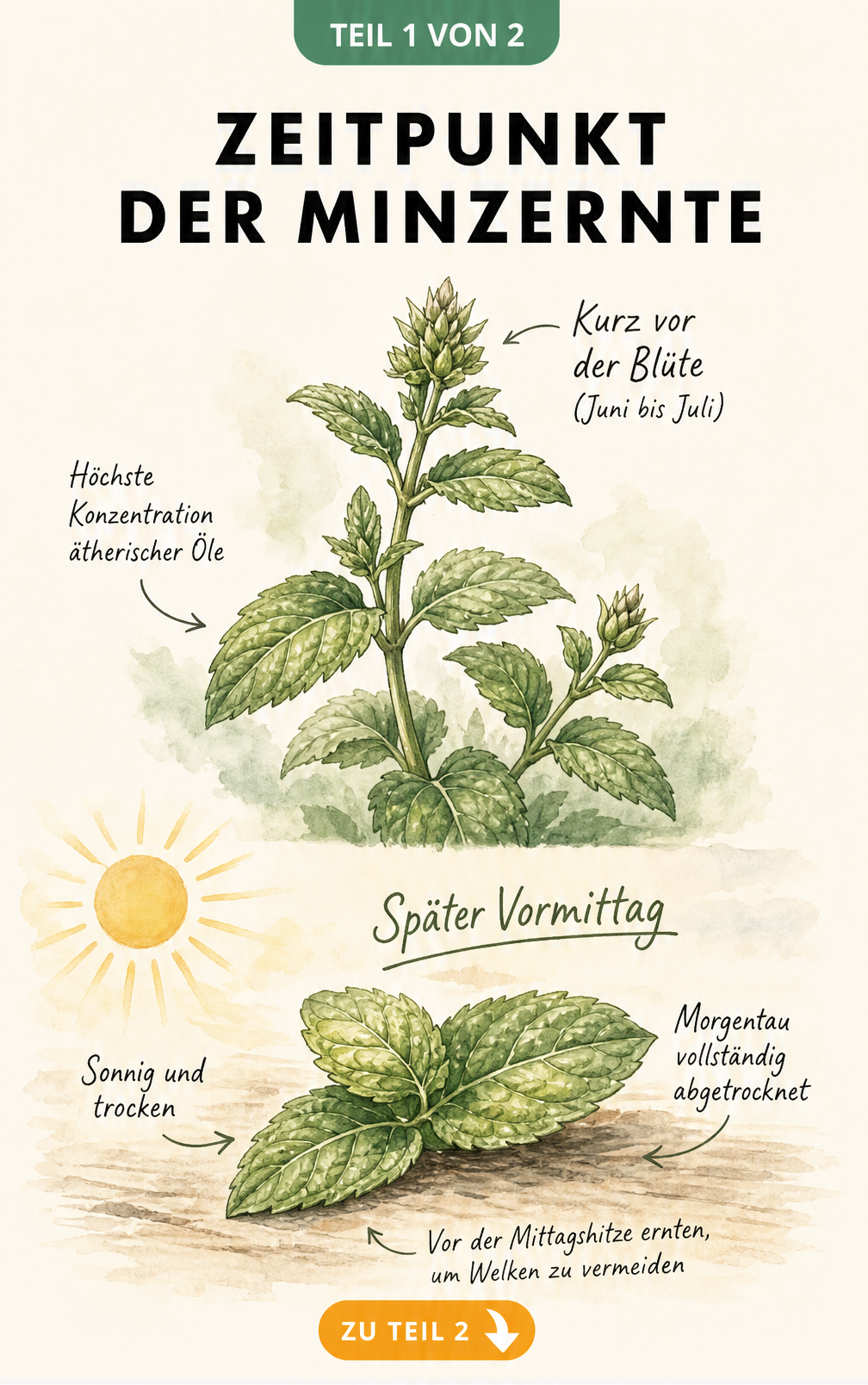 Botanische Illustration eines Minztriebs mit Knospen und einer Sonne, die den optimalen Erntezeitpunkt am späten Vormittag vor der Blüte zeigt.