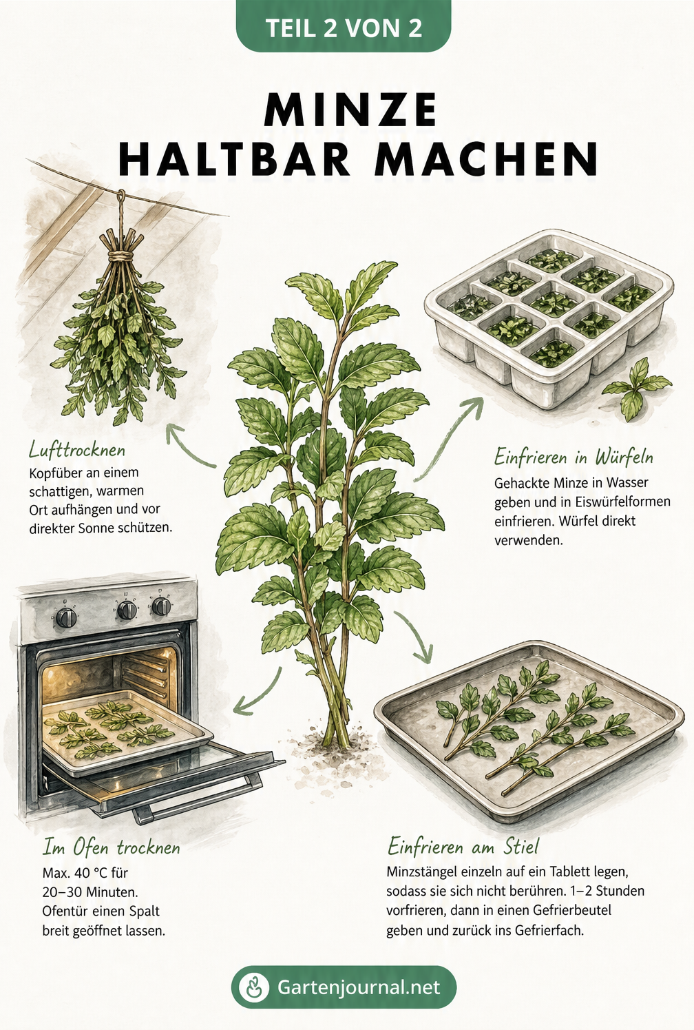 Botanische Lehrtafel mit Methoden zum Haltbarmachen von Minze: Lufttrocknung, Backofen, Eiswürfel und Einfrieren
