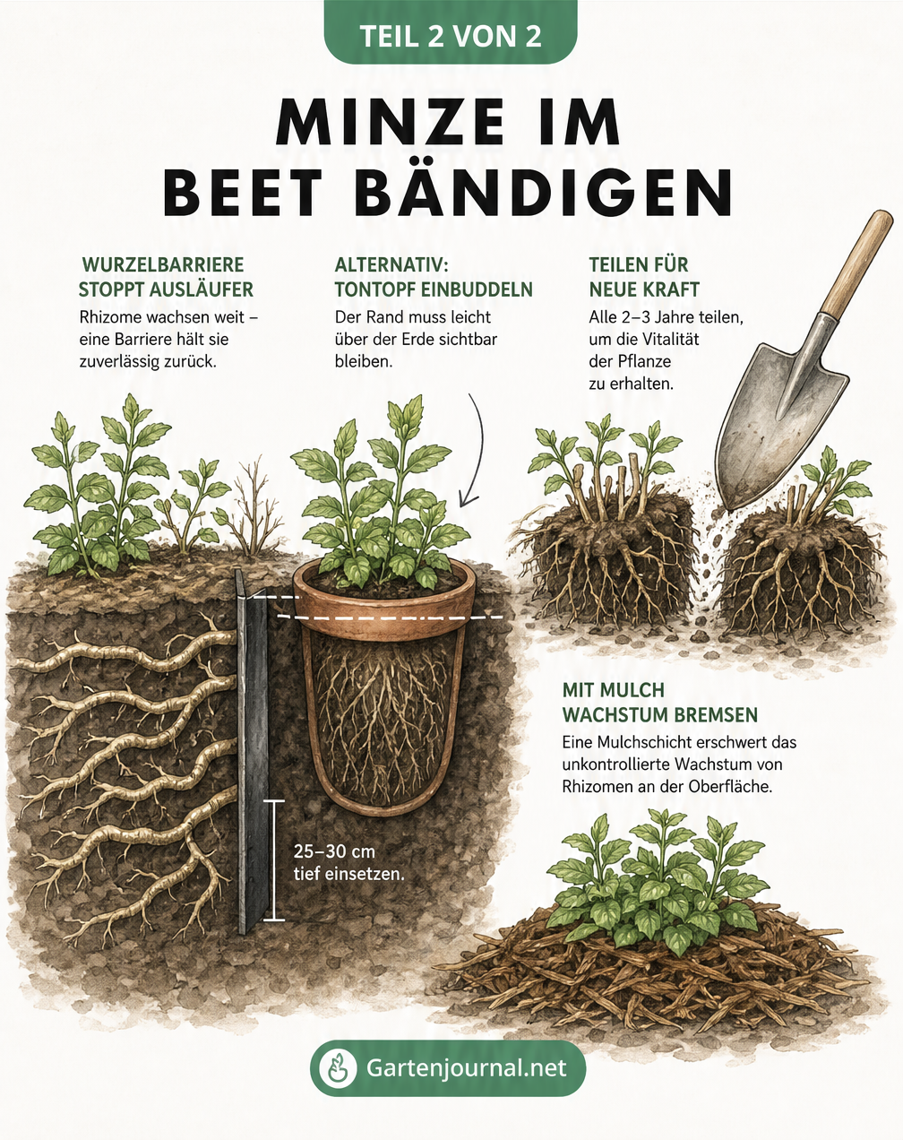 Querschnitt-Darstellung von Minzwurzeln im Beet mit Rhizomsperre und eingegrabenem Tontopf zur Eindämmung