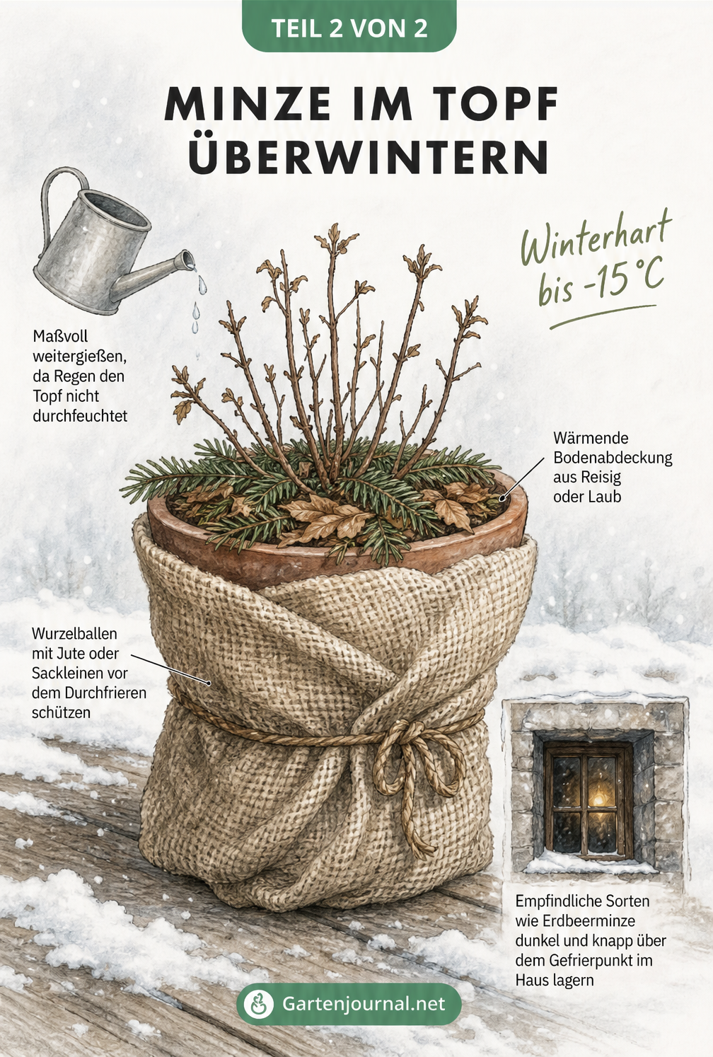 Illustration einer Minzpflanze im Topf im Winter, eingepackt in Jute mit Laubabdeckung