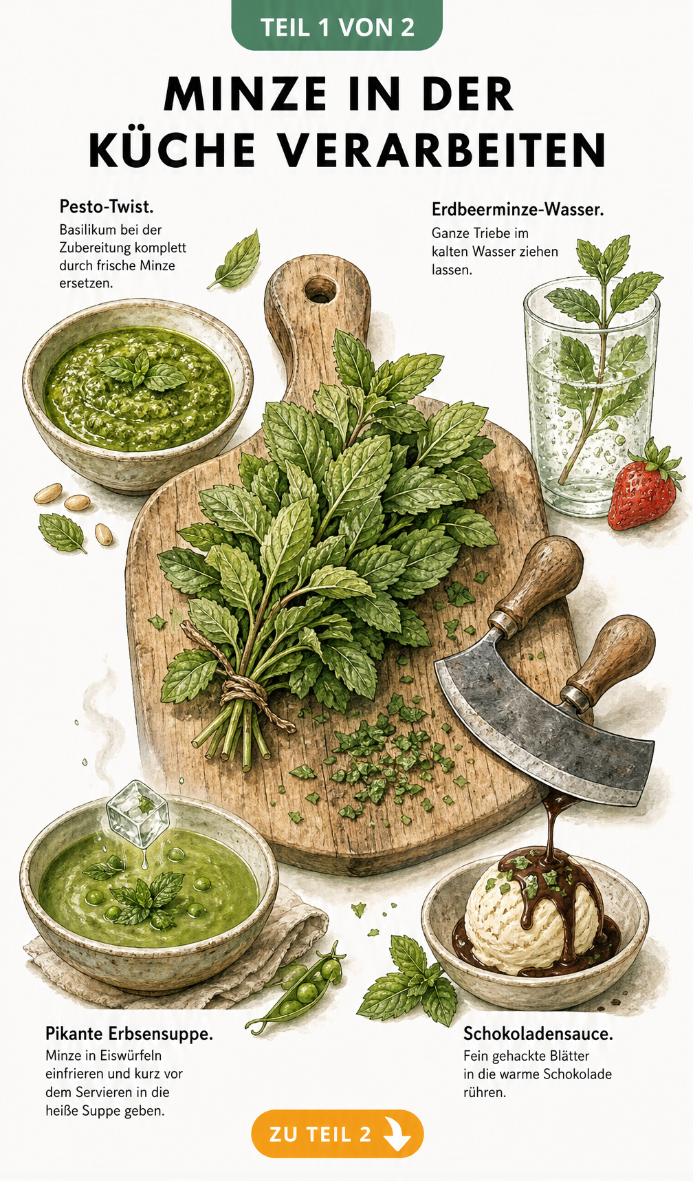 Illustration eines Holzschneidebretts mit frischer Minze, Wiegemesser und vier Szenen zur kulinarischen Verarbeitung: Pesto, Erdbeerminze-Wasser, Erbsensuppe...