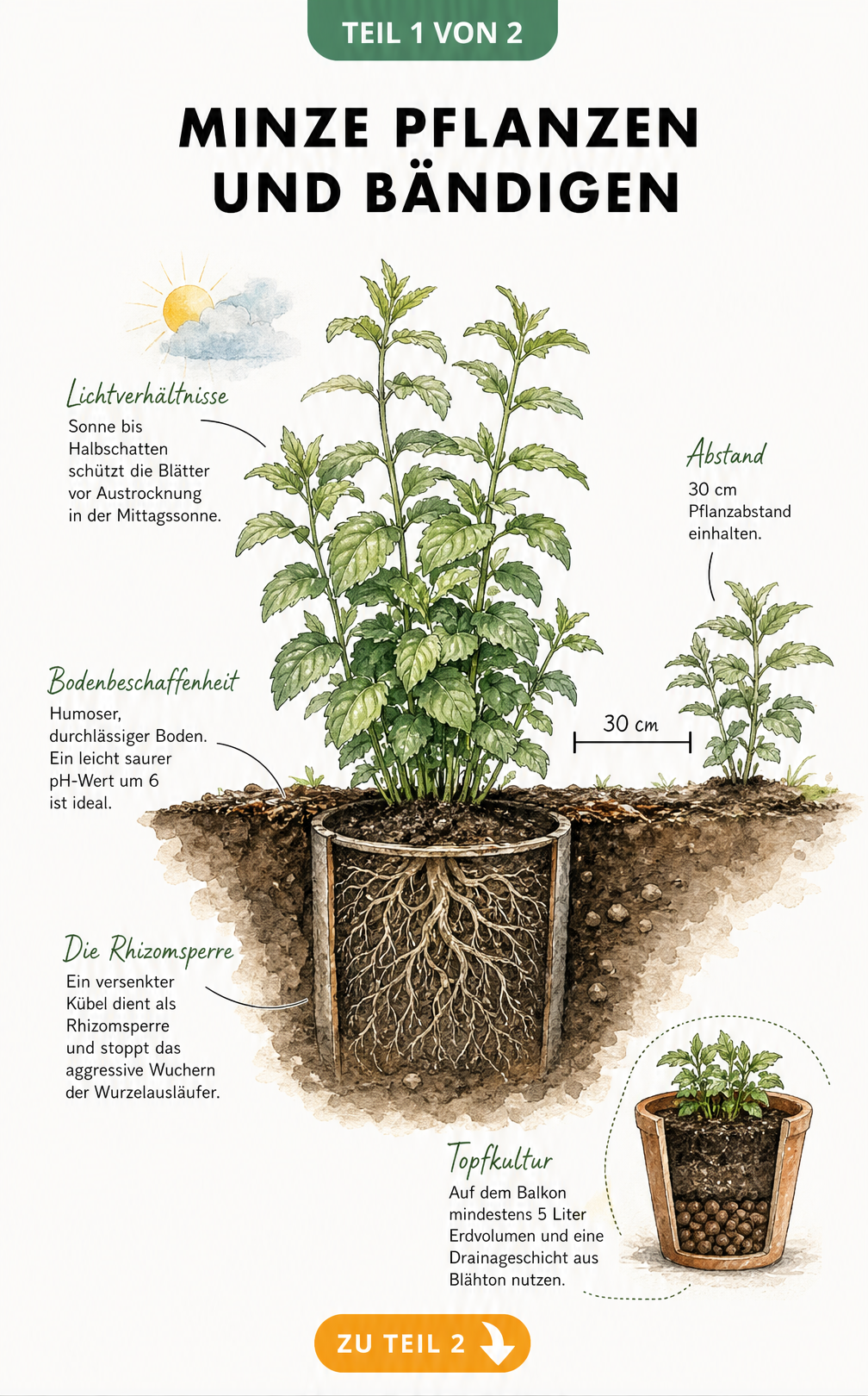 Illustration einer Minzpflanze im Querschnitt mit Rhizomsperre, Pflanzabstand und Bodenbeschaffenheit