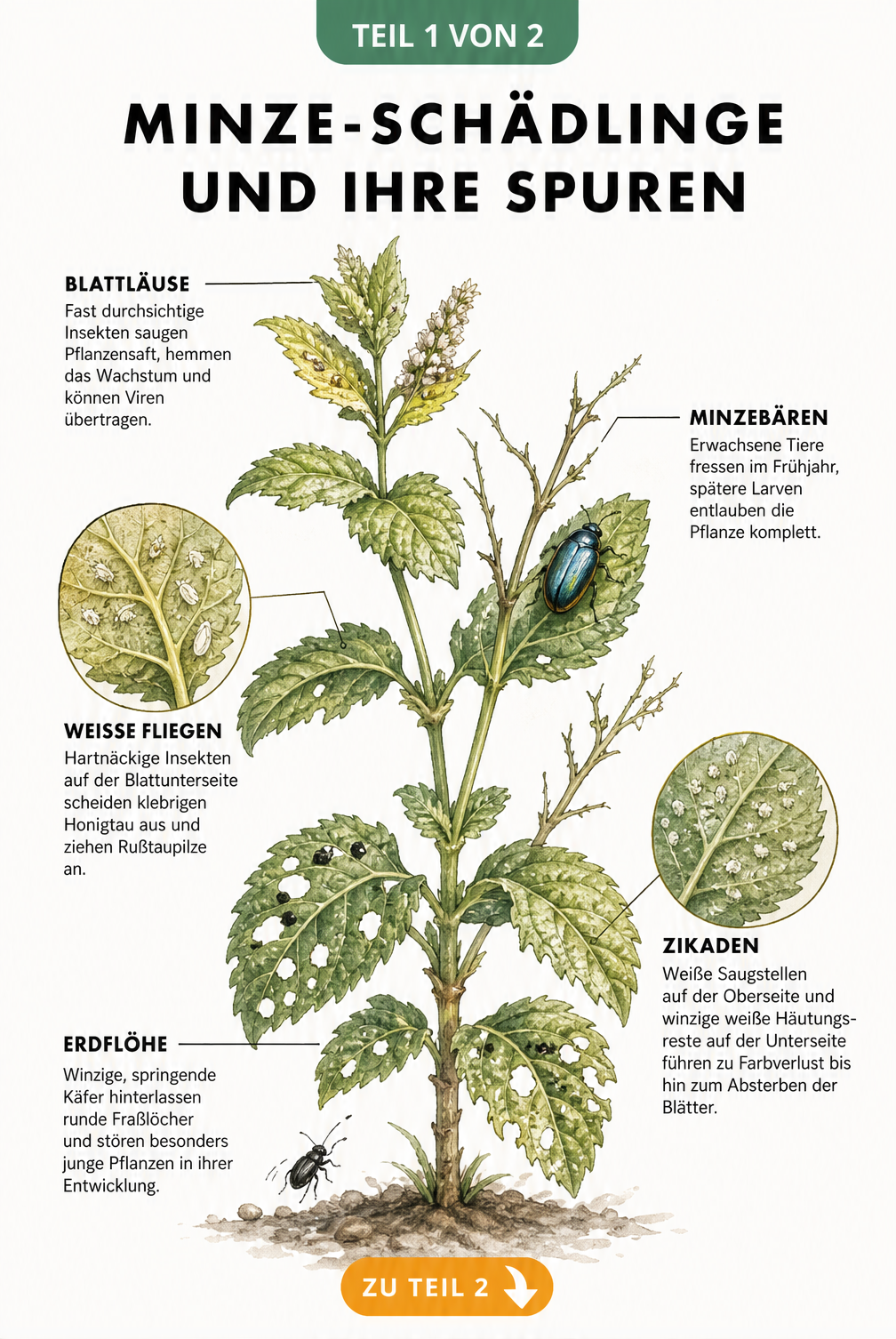 Botanische Illustration einer Minzepflanze mit Schadbildern von Blattläusen, Minzebären, Weißen Fliegen, Erdflöhen und Zikaden