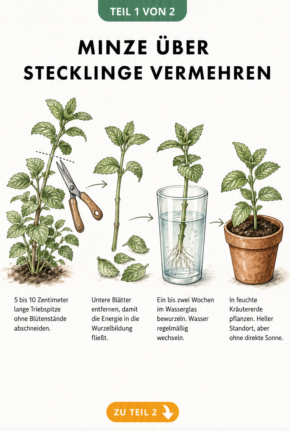 Illustration der Minzvermehrung durch Stecklinge: Vom Abschneiden der Triebspitze über die Bewurzelung im Wasserglas bis zur Jungpflanze im Topf.