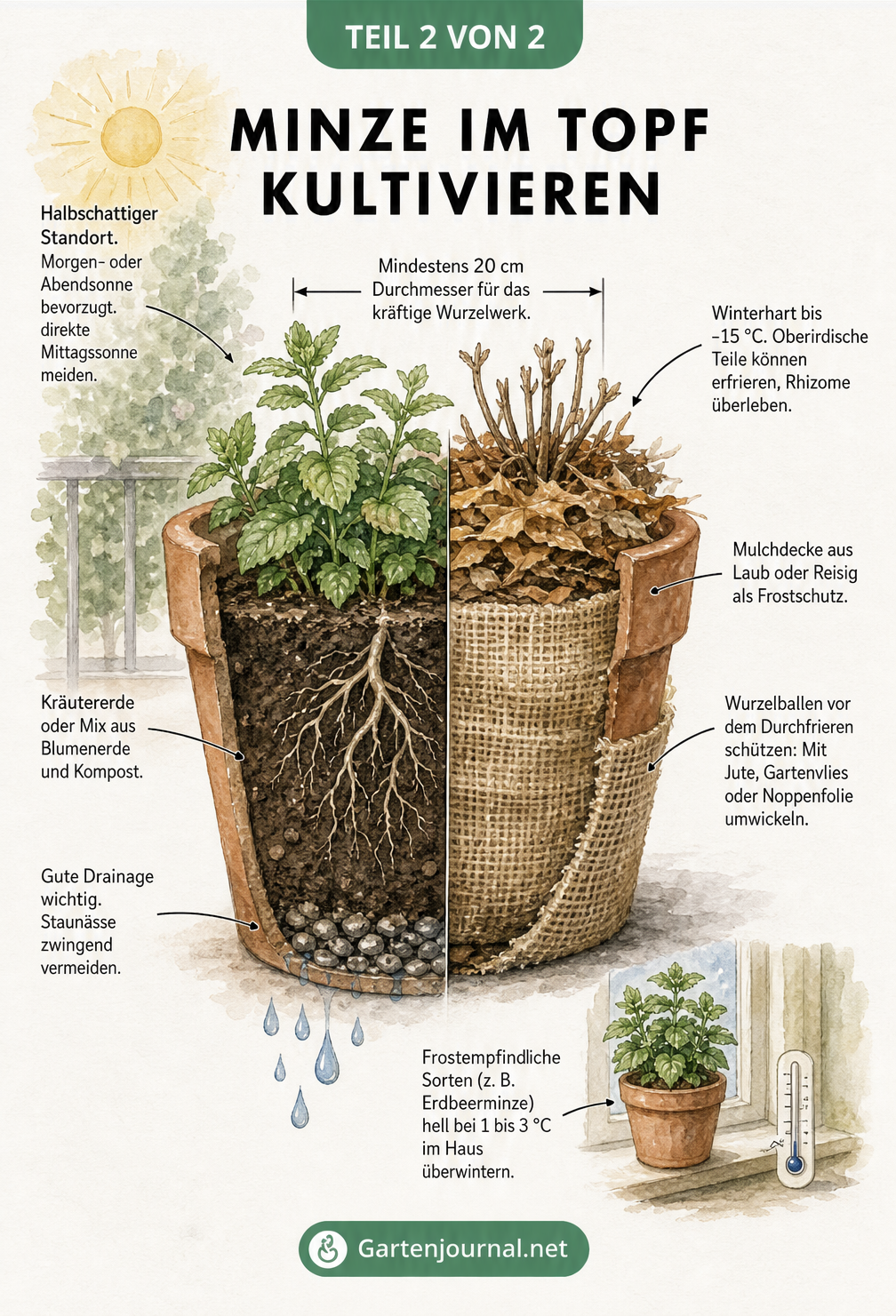 Querschnitt eines Terrakotta-Topfes mit einer Minzpflanze, der die Pflege im Sommer und den Winterschutz mit Mulch und Vlies zeigt.