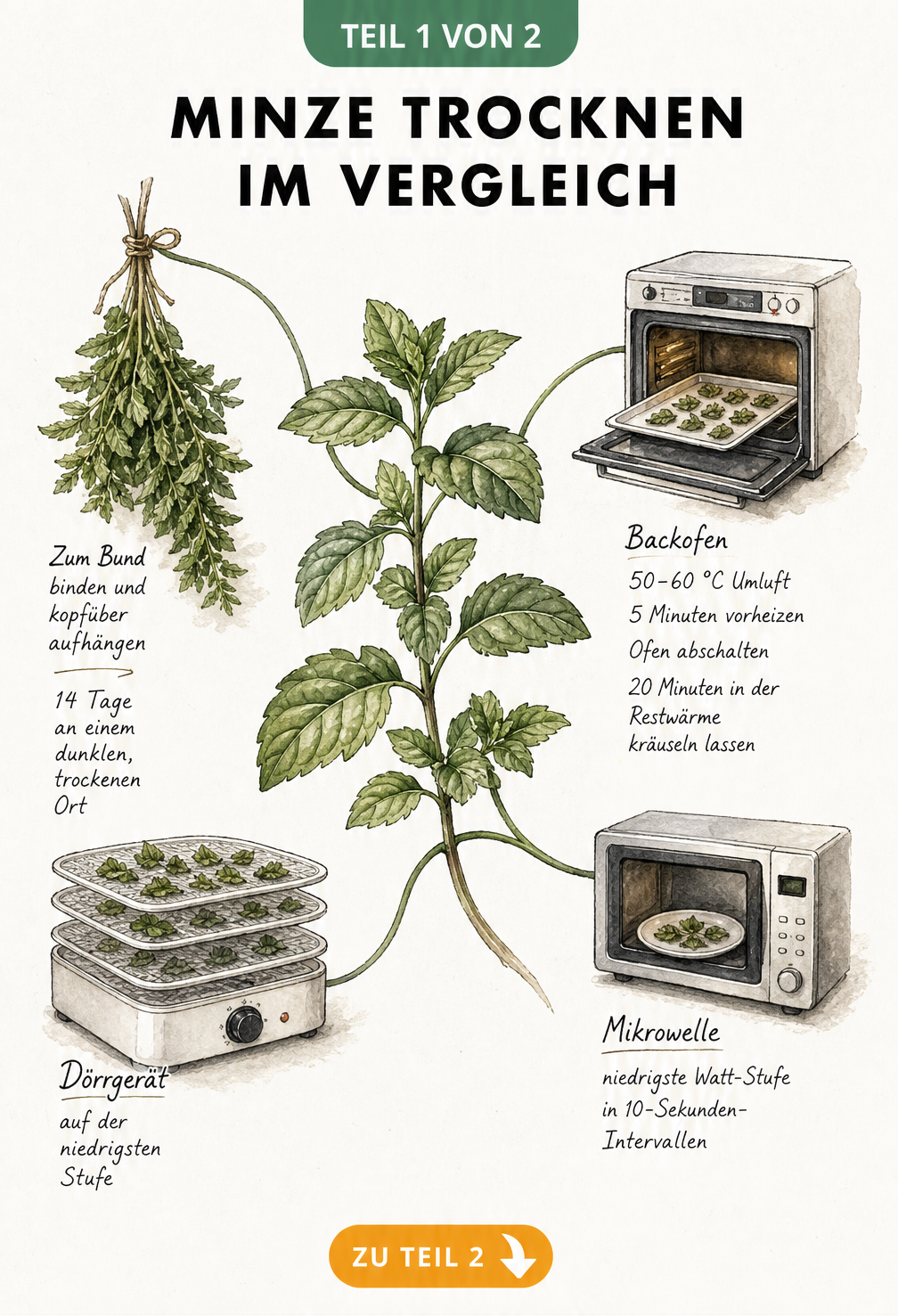 Botanische Illustration von vier Methoden zum Minze trocknen: Lufttrocknung, Backofen, Dörrgerät und Mikrowelle